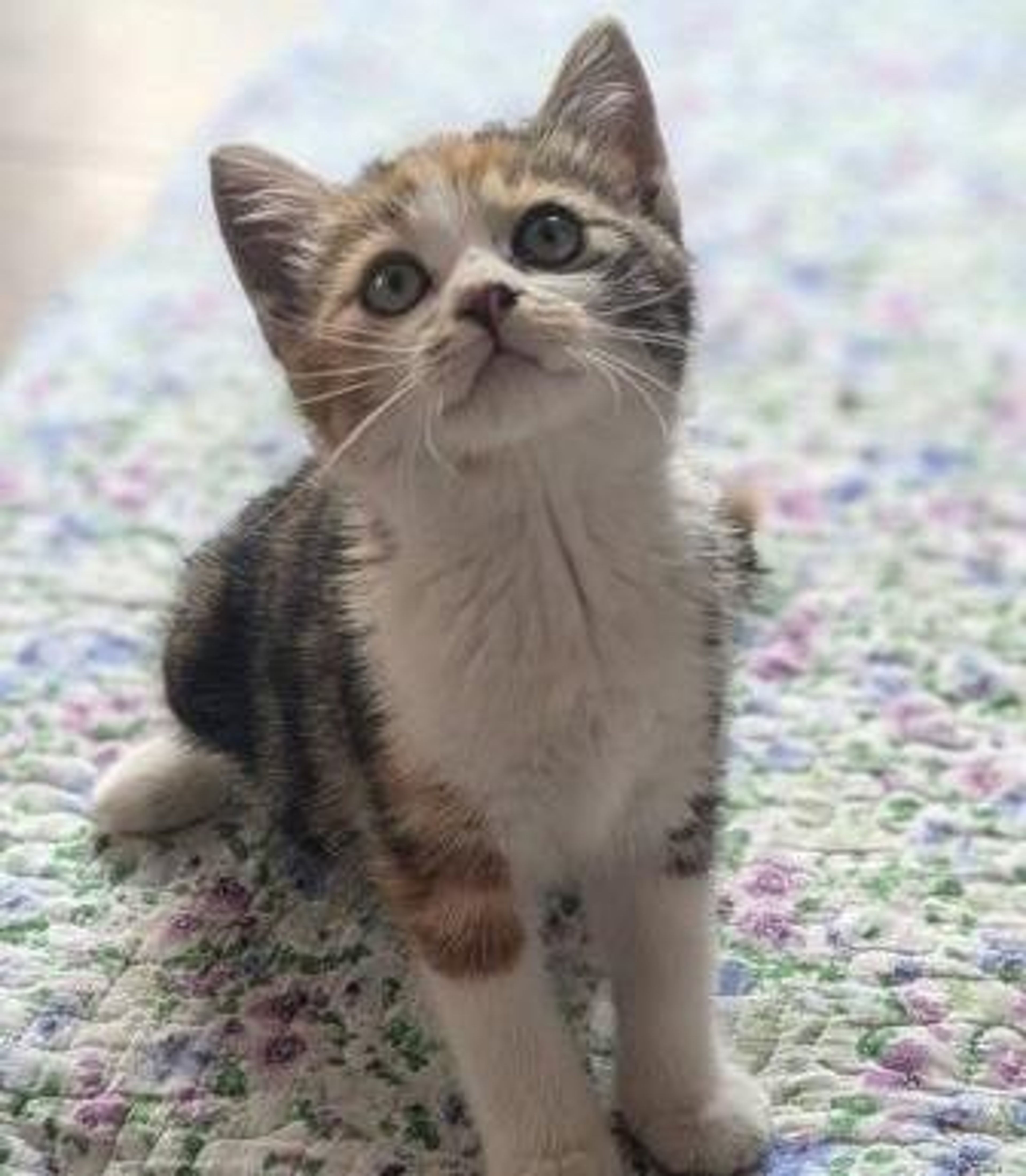 雑種（ミックス猫）・メスの里親募集の写真