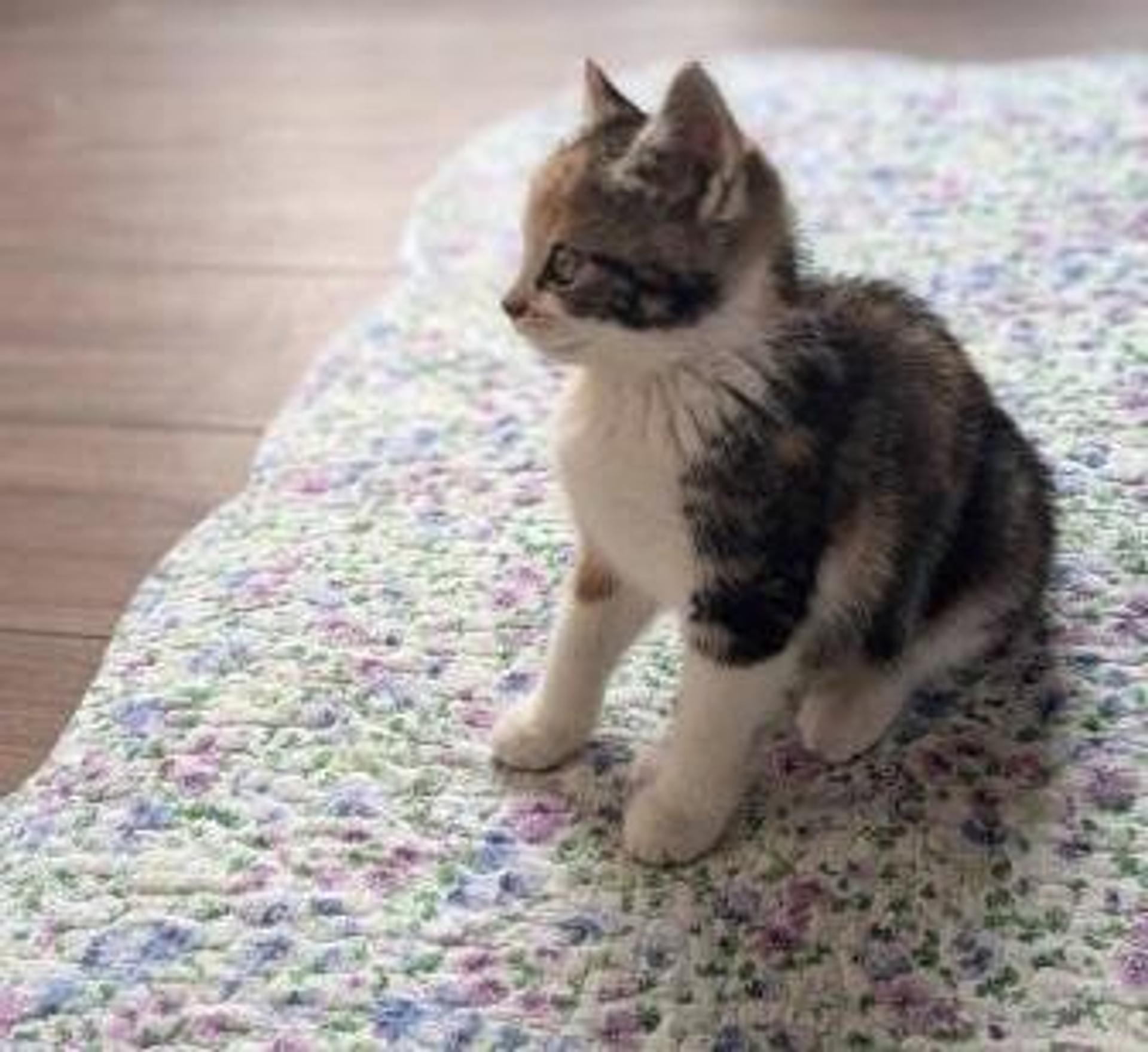 pet-image-2