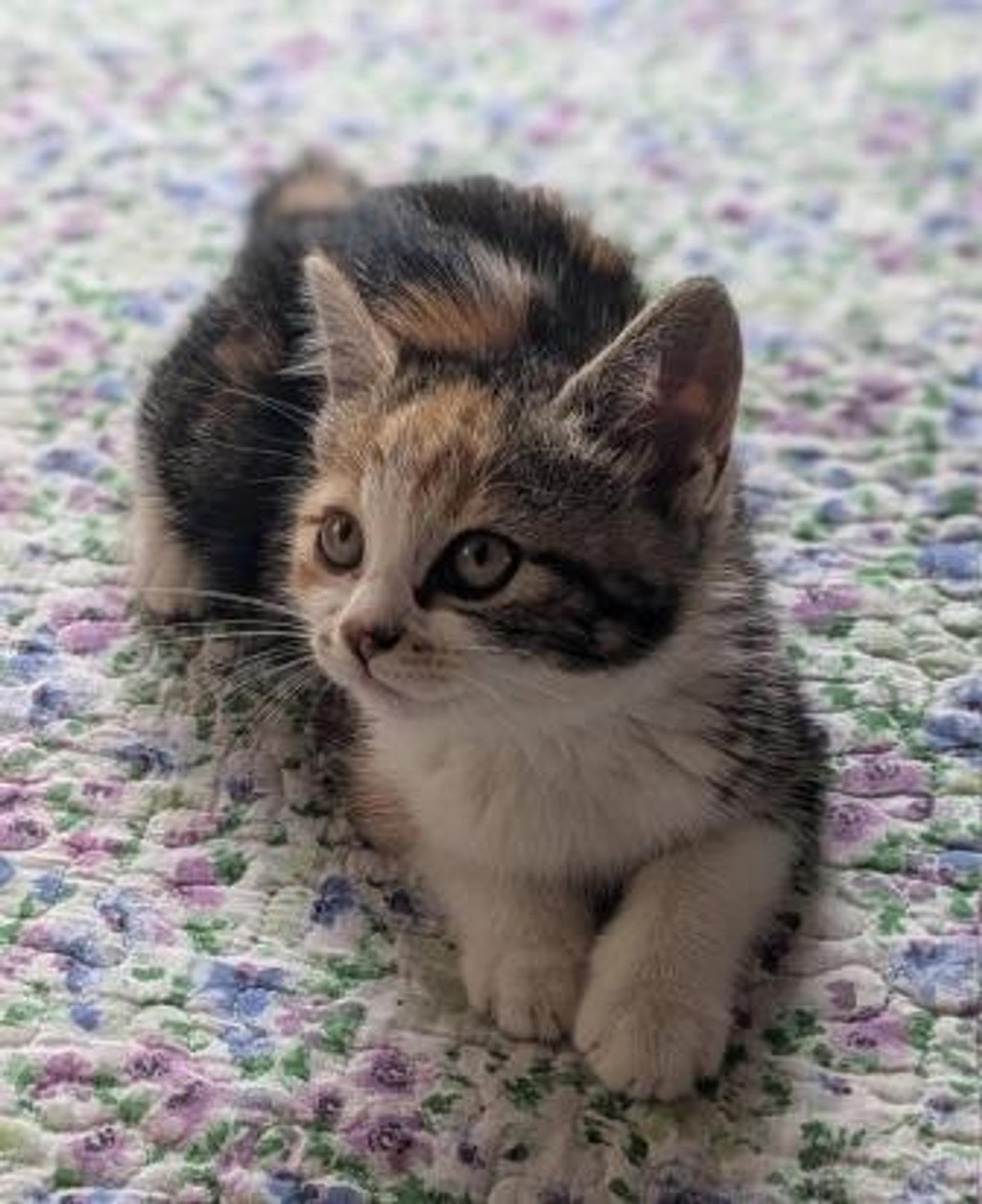 pet-image-3