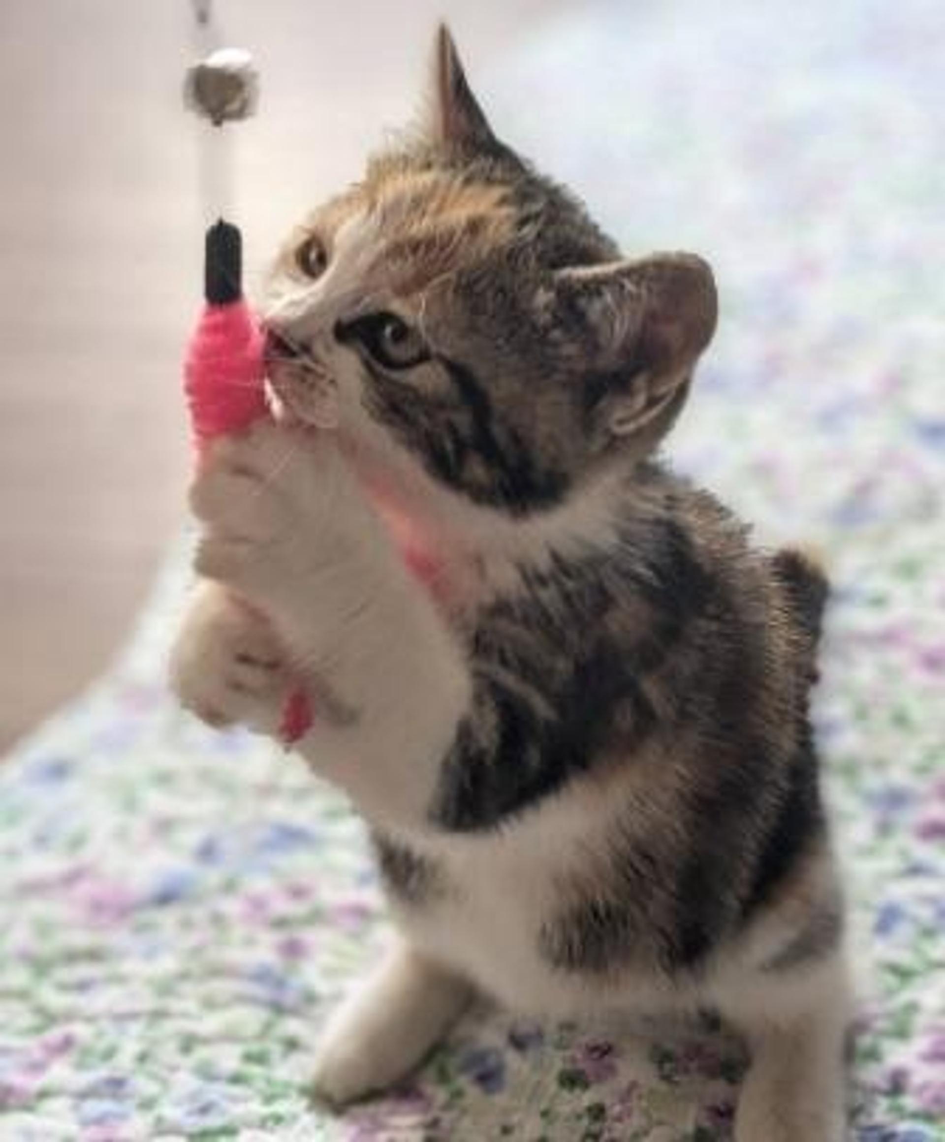 pet-image-7