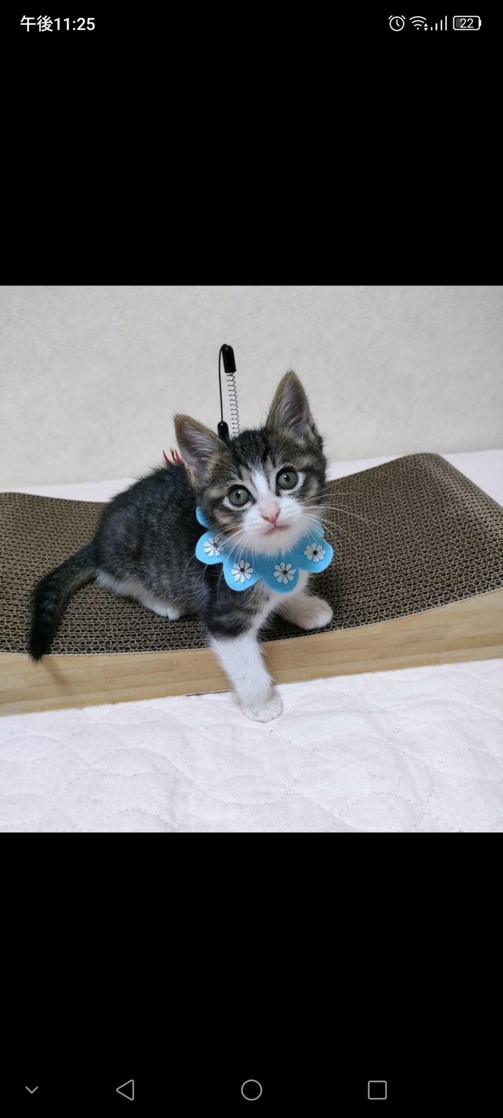 pet-image-2