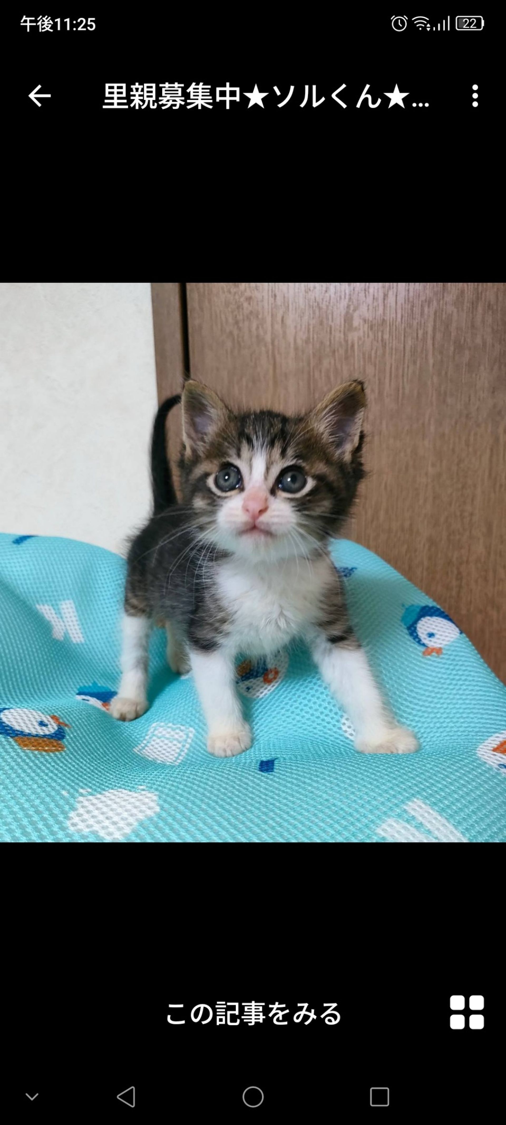雑種（ミックス猫）・オスの里親募集の写真