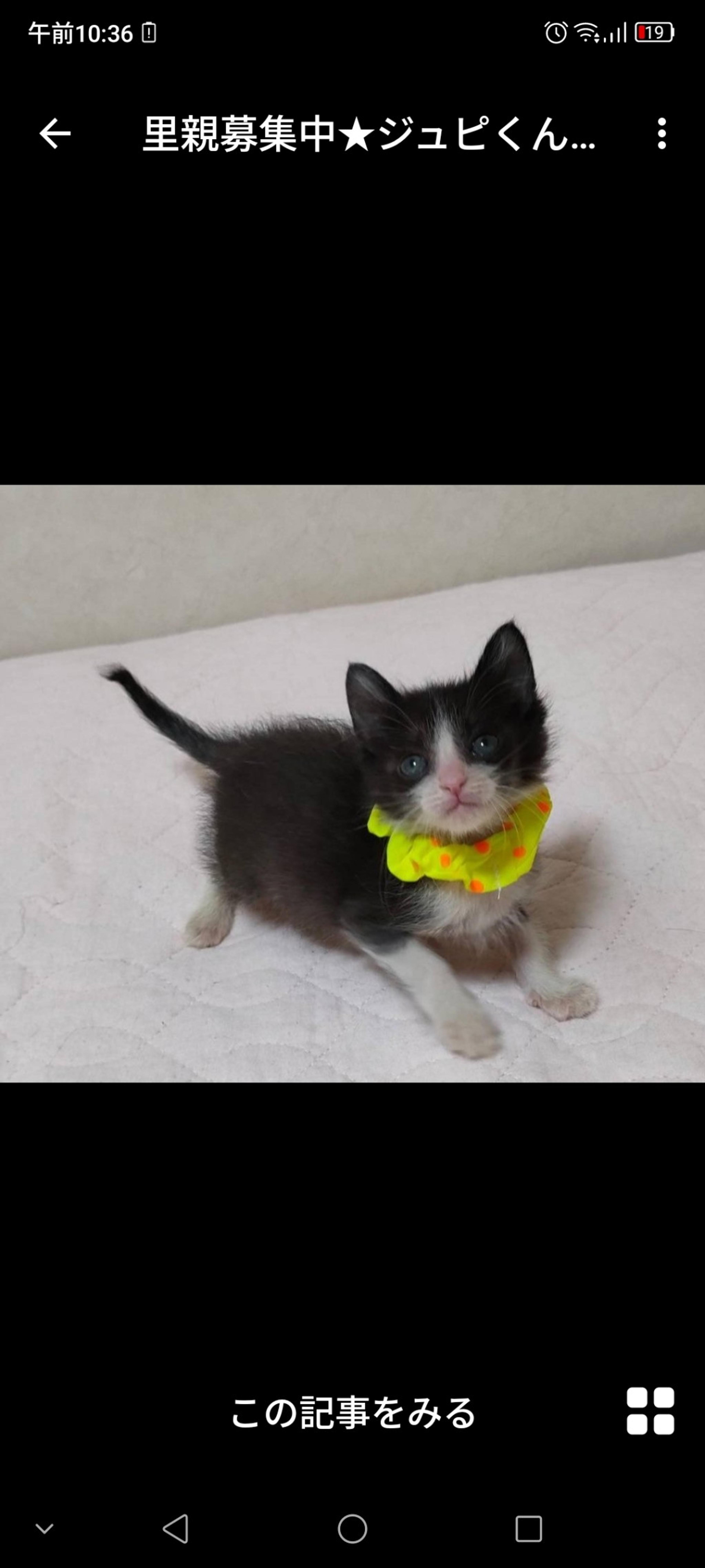 pet-image-2
