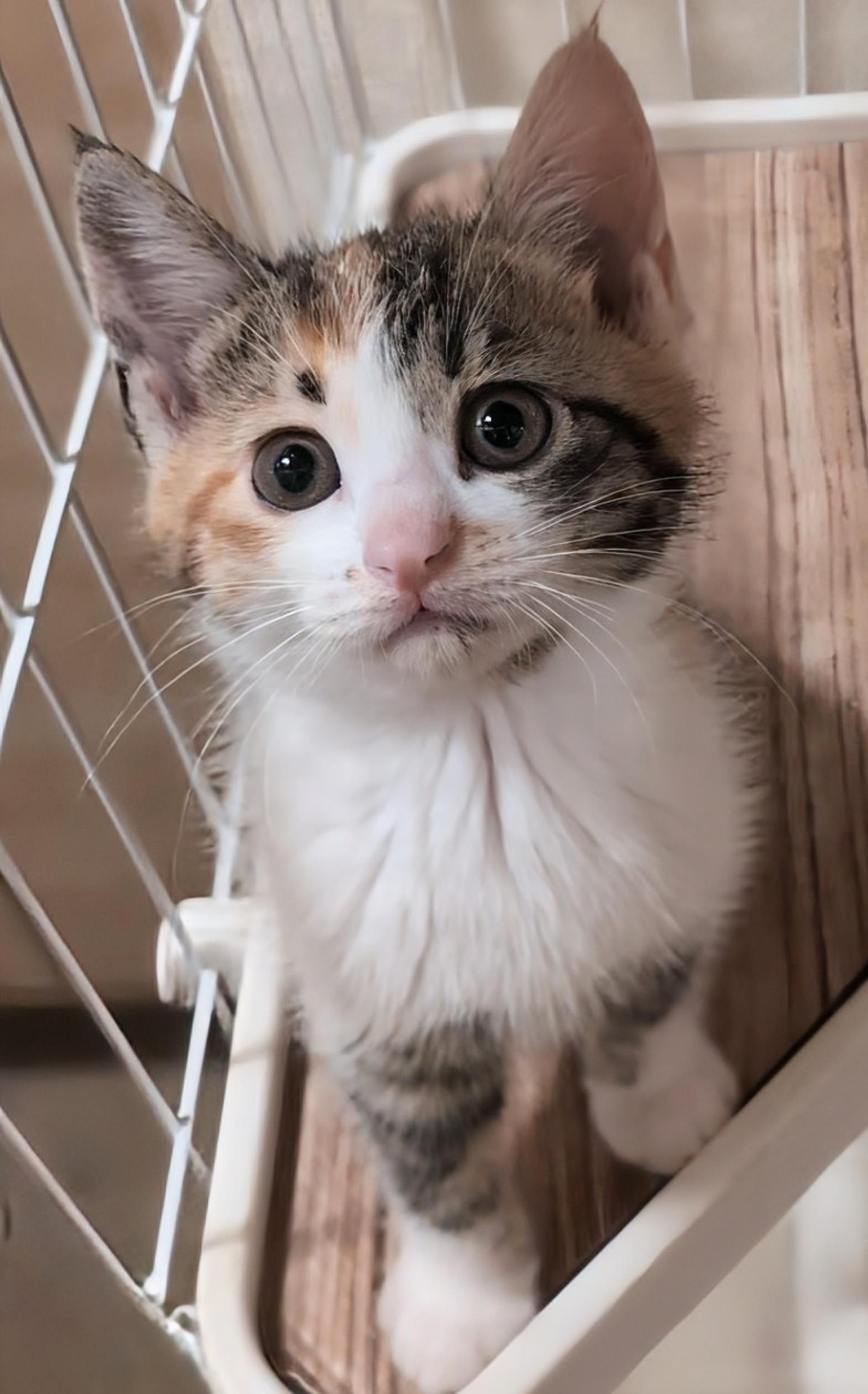 pet-image-4