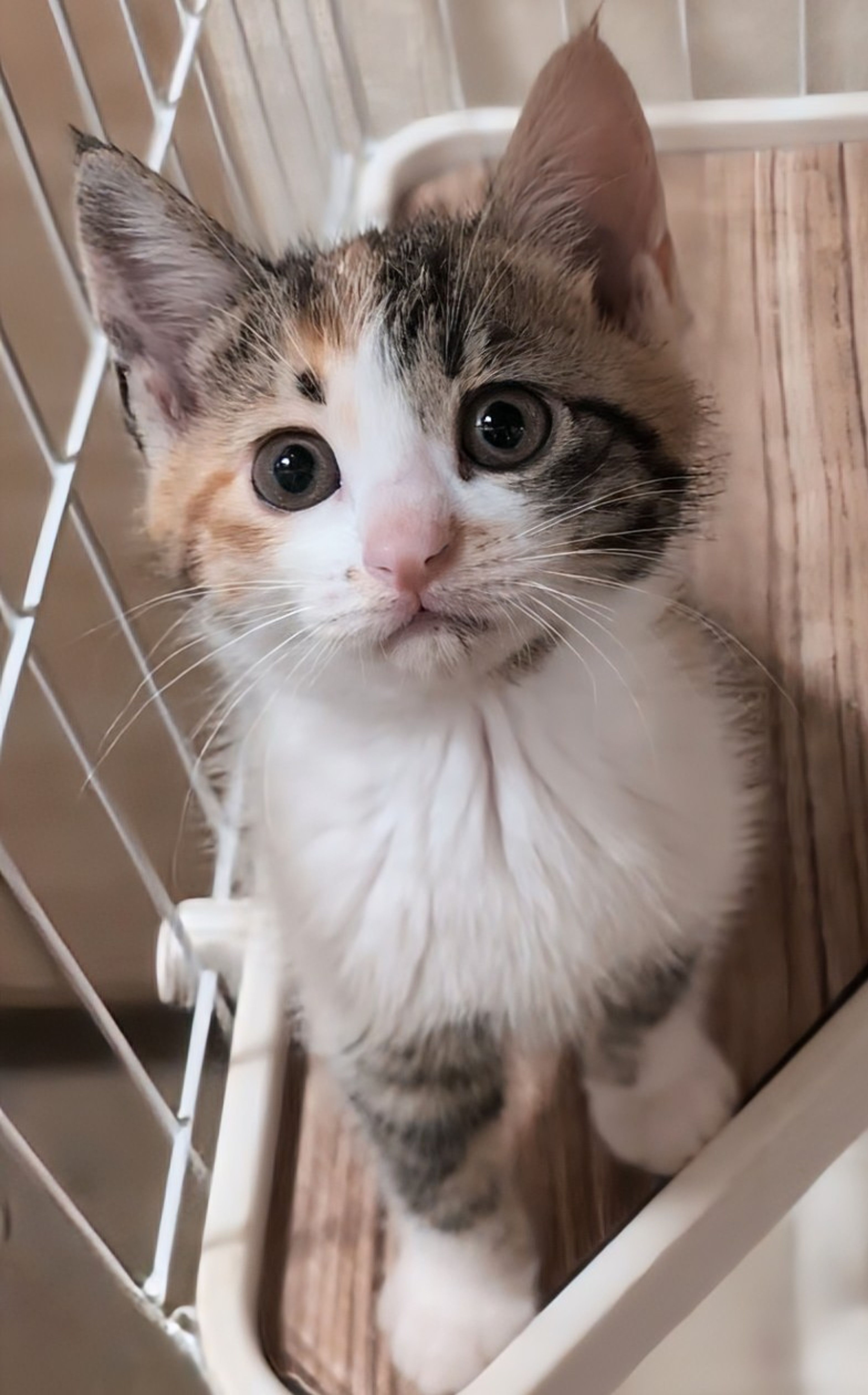 pet-image-4
