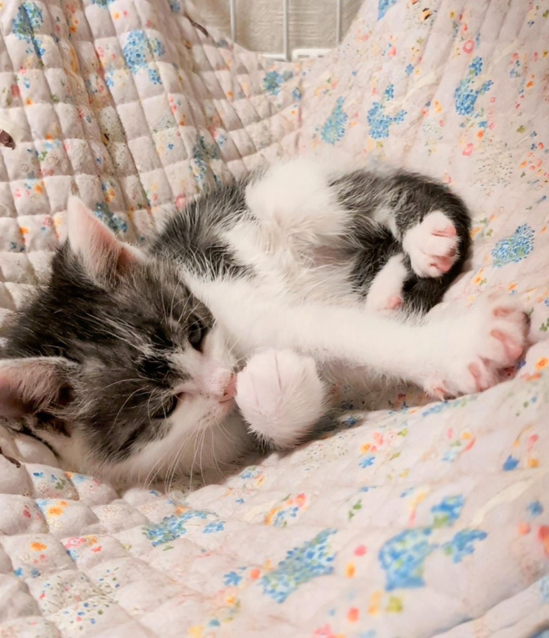 pet-image-6