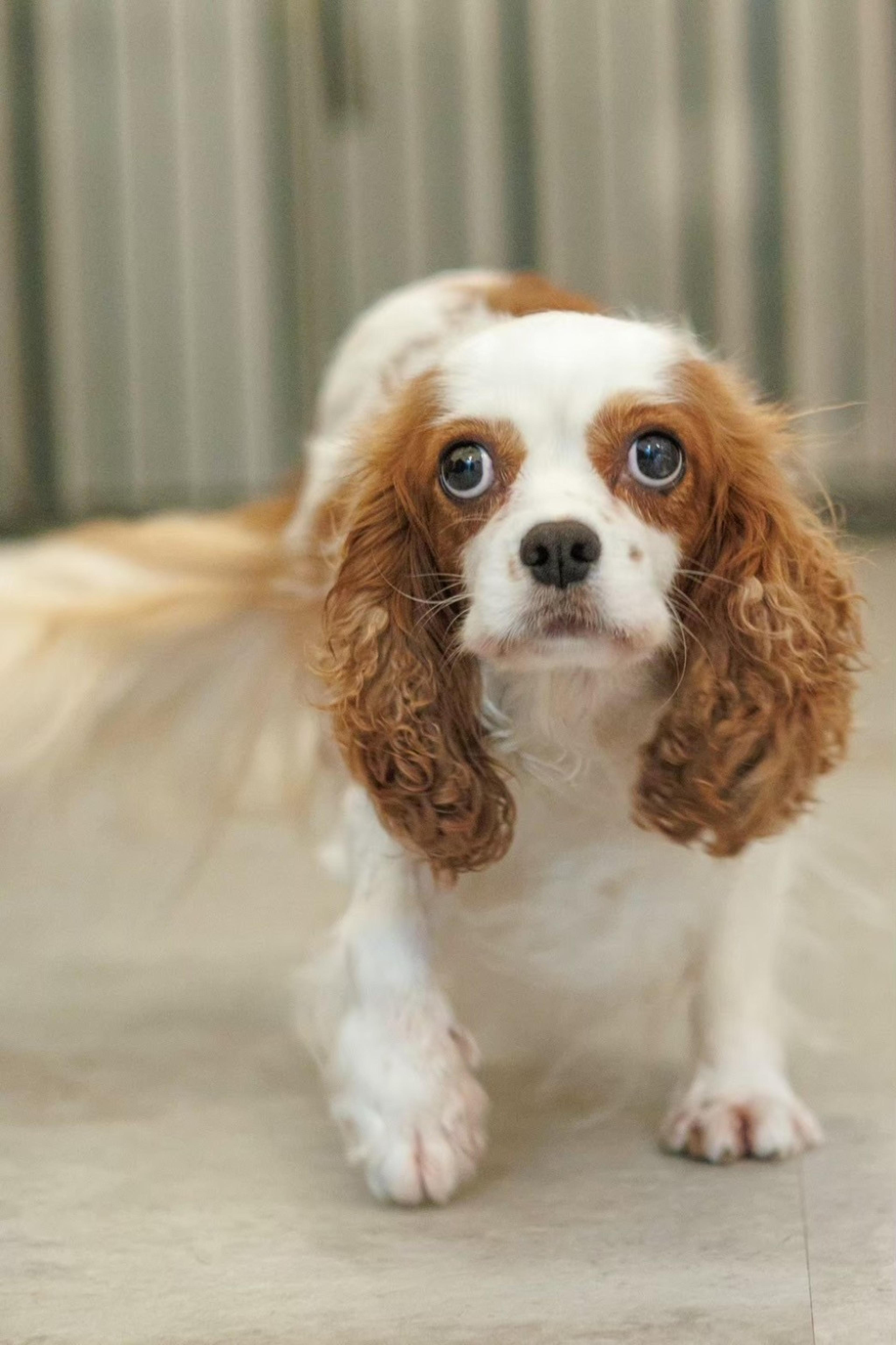 pet-image-7