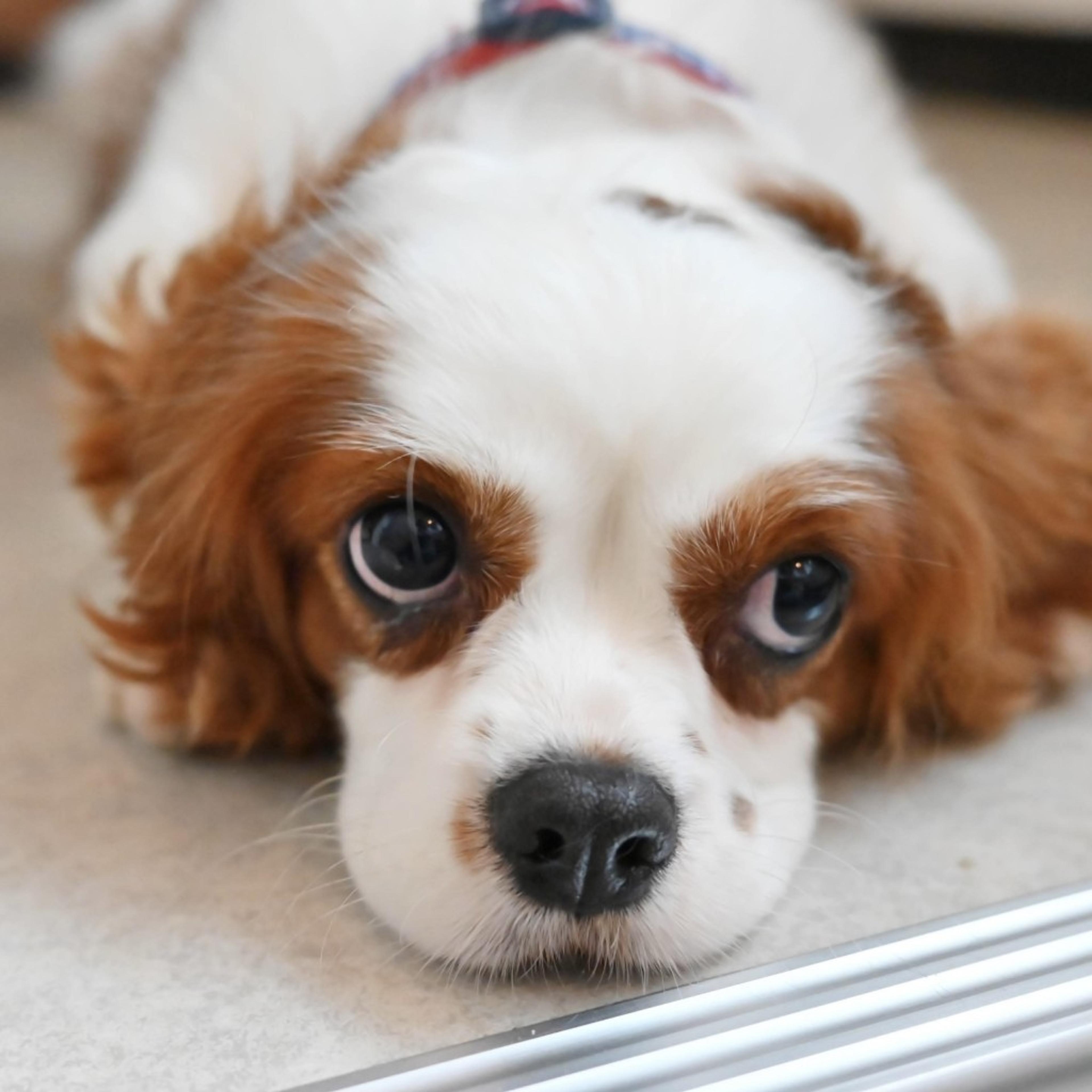 pet-image-8
