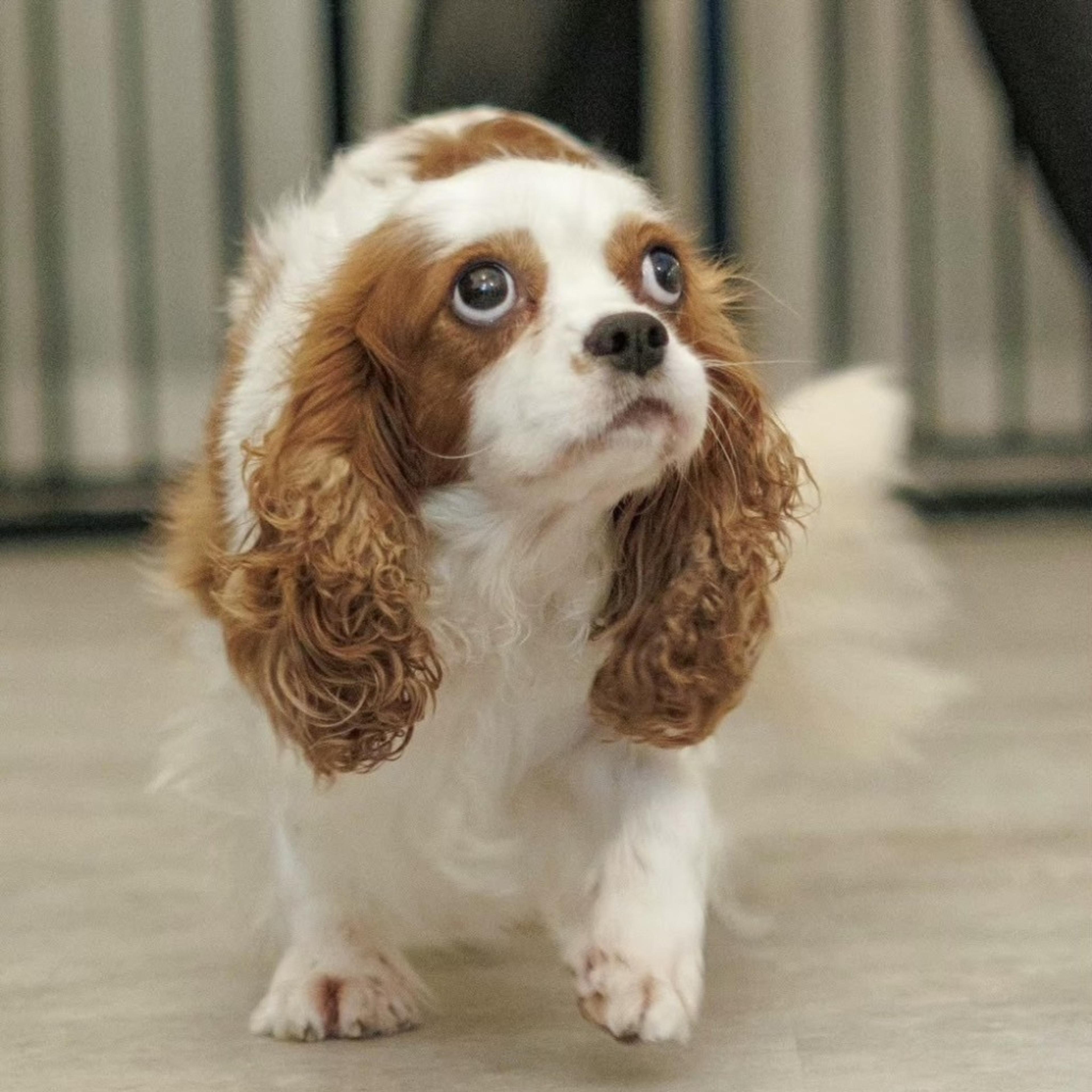 pet-image-9