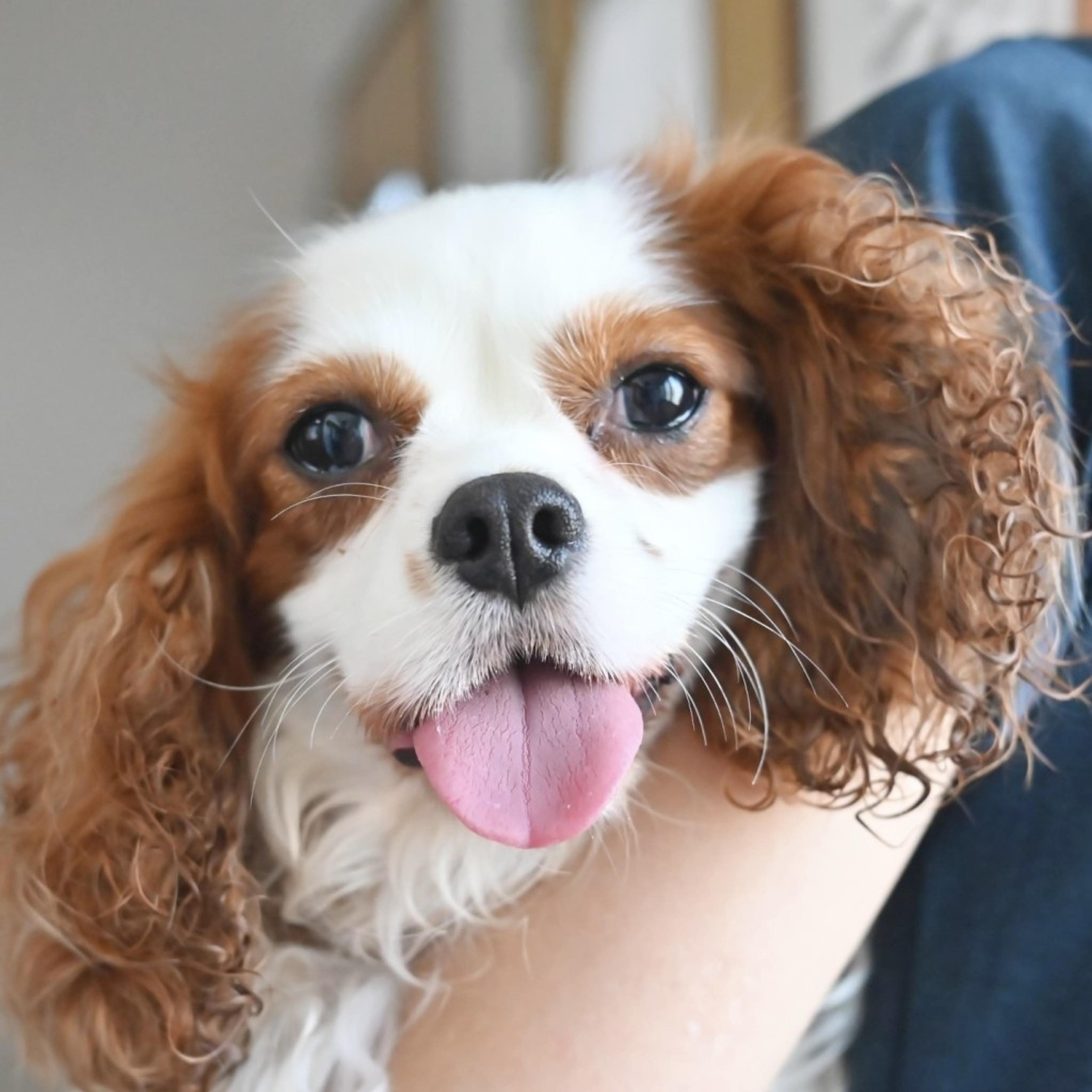 pet-image-3
