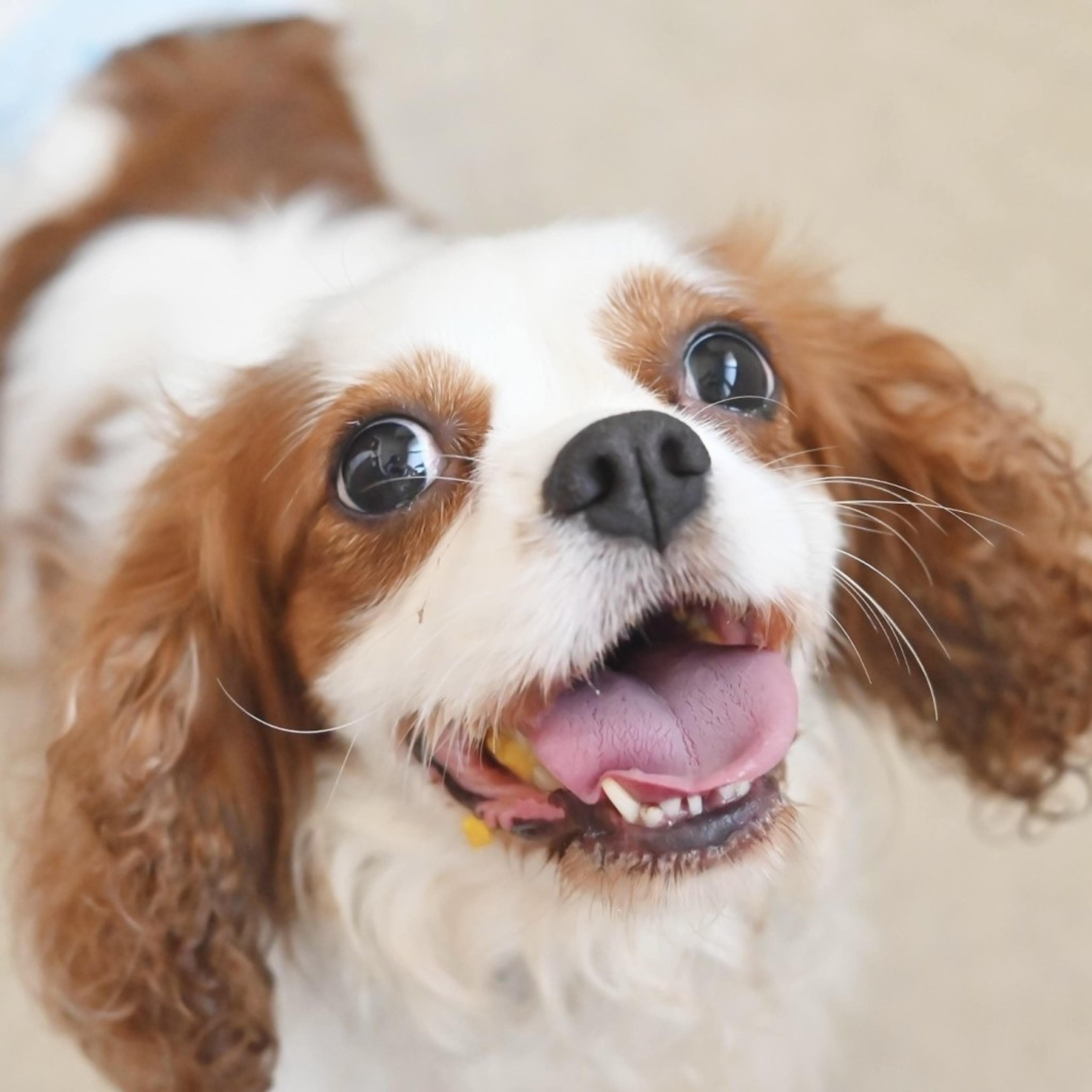 pet-image-4