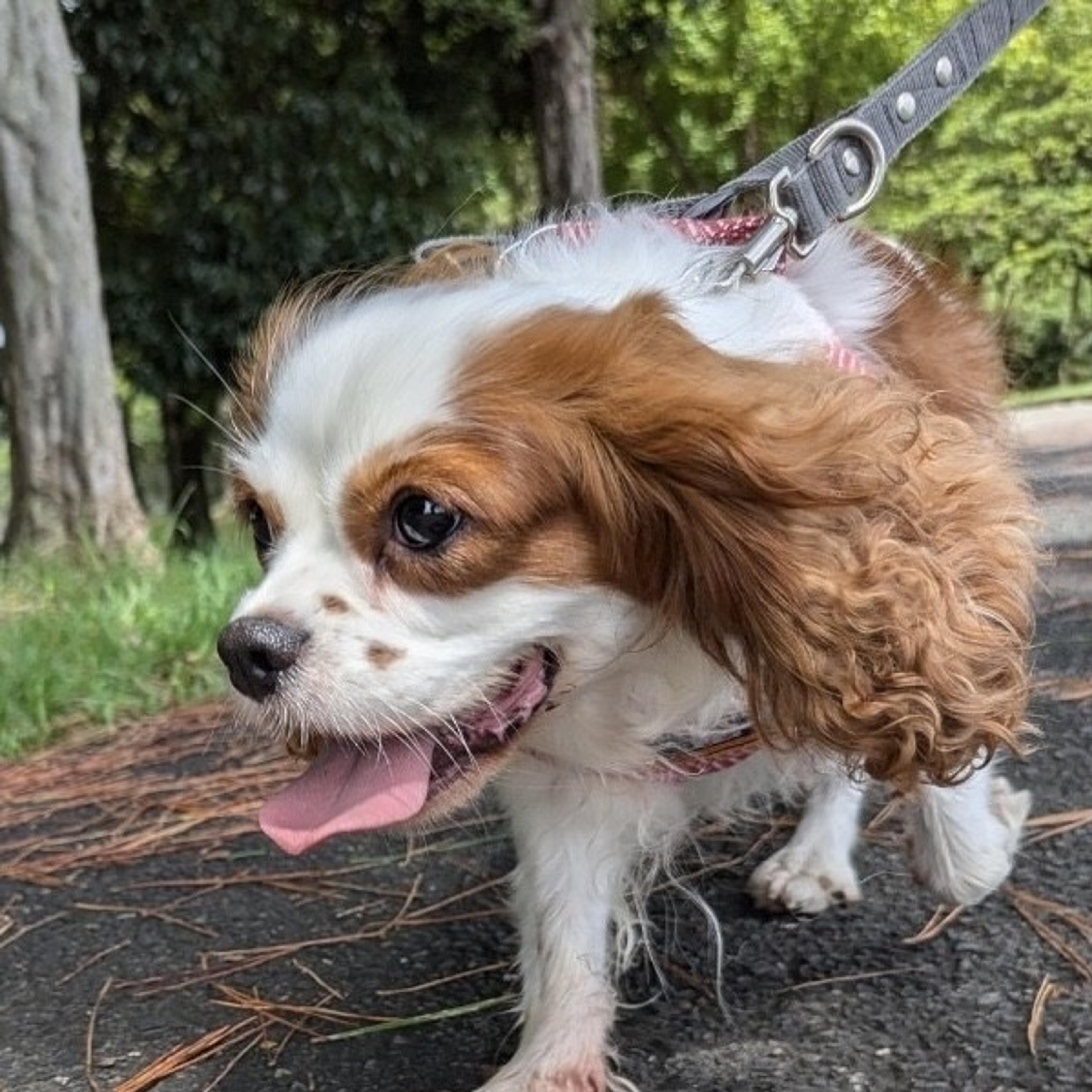 pet-image-5