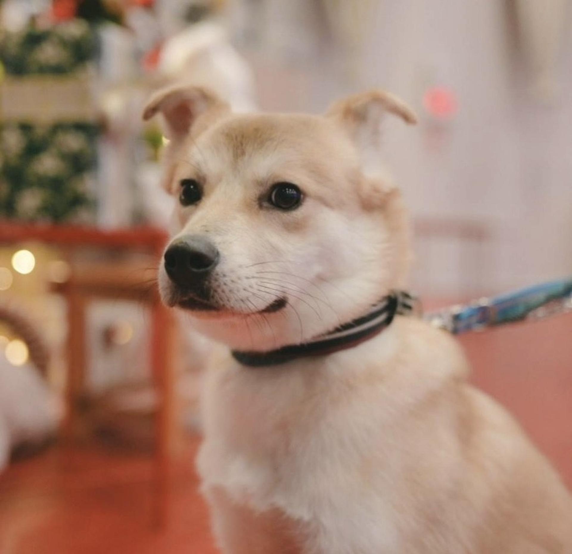 pet-image-8
