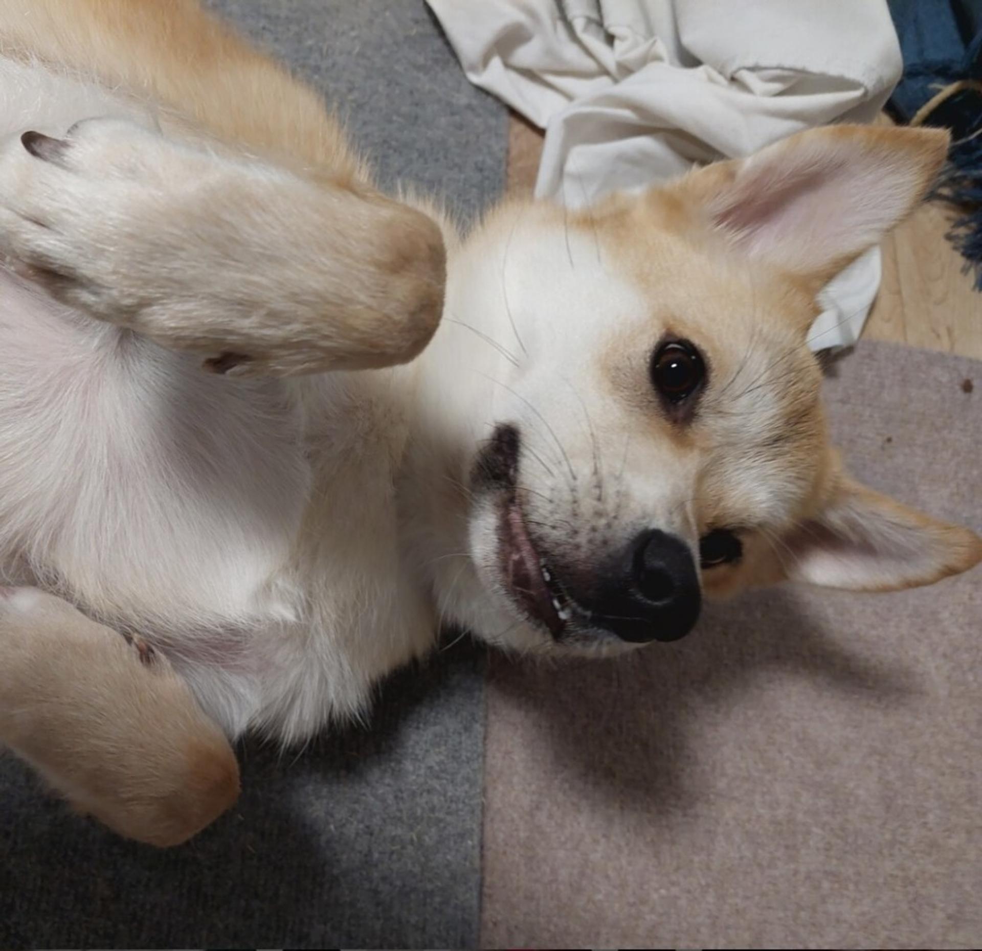 pet-image-9