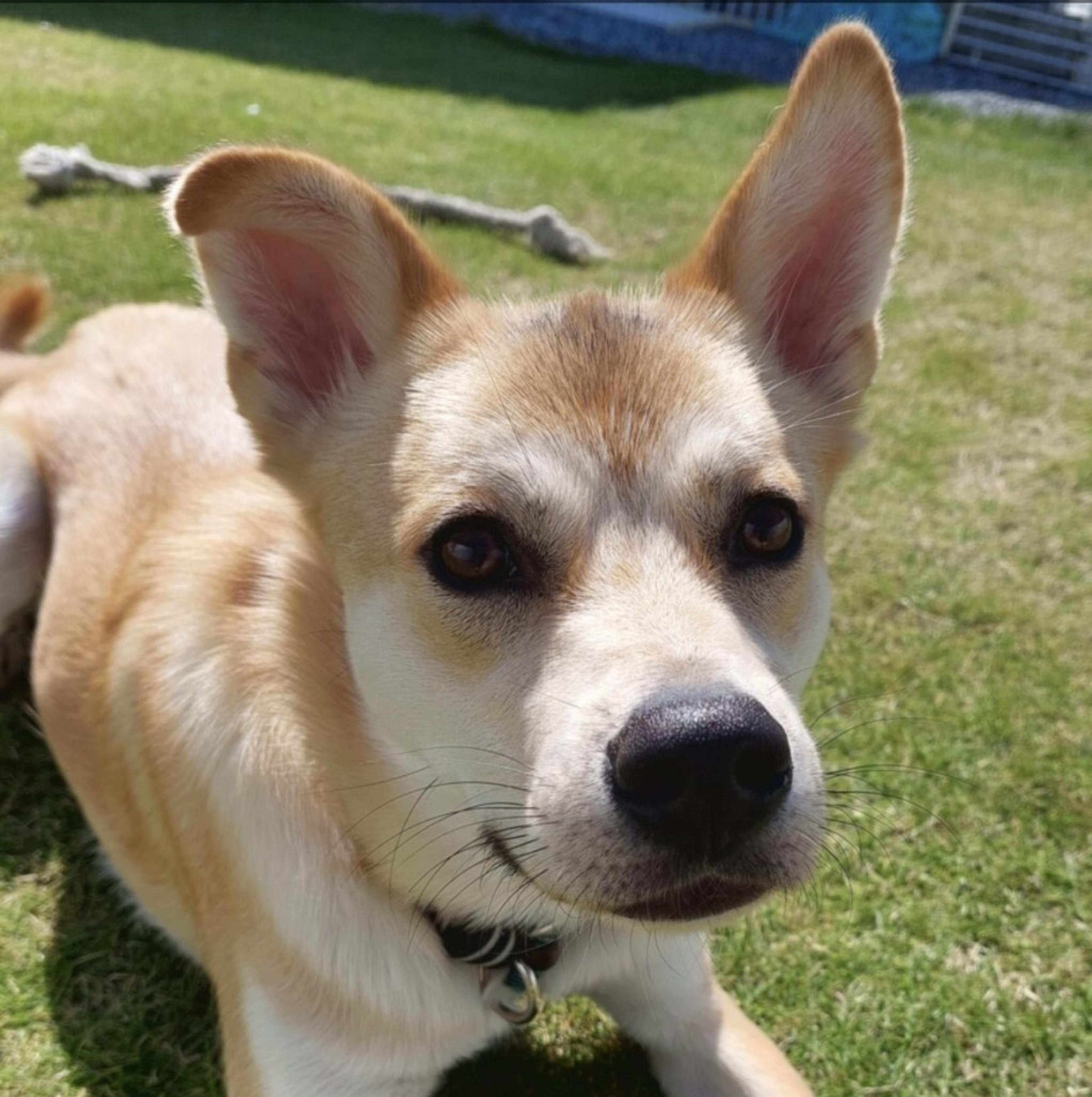 pet-image-6