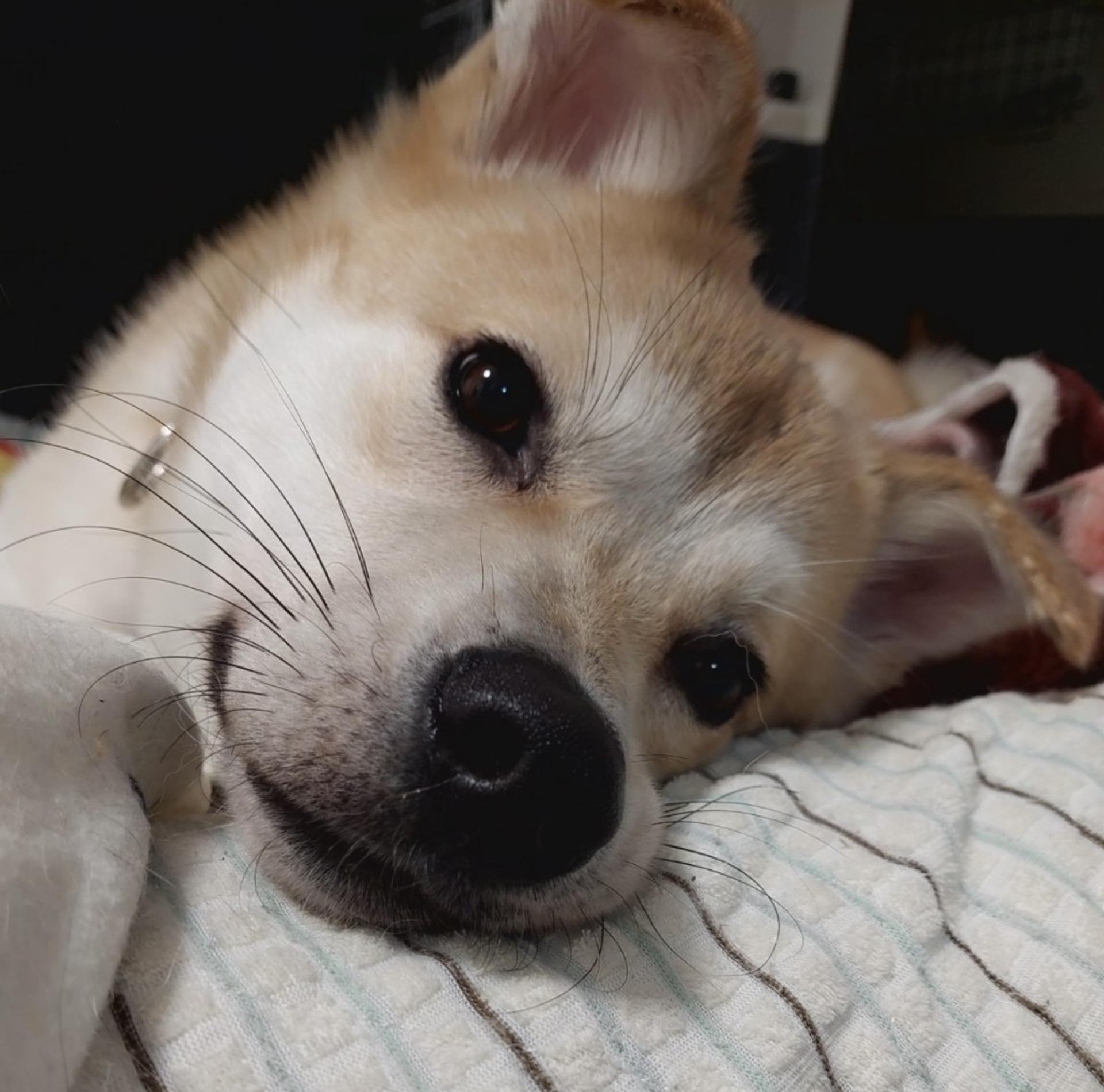 pet-image-7