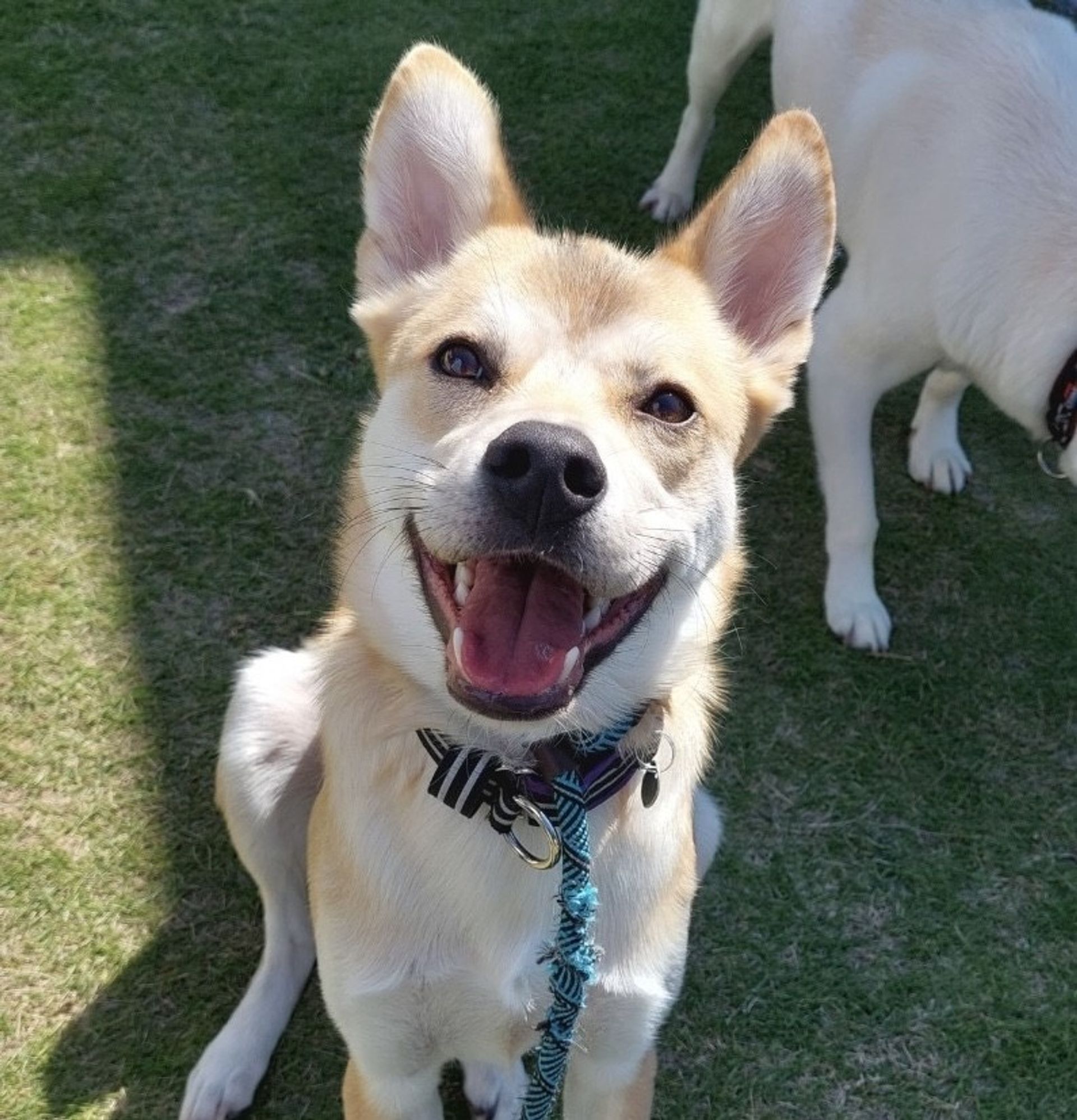 雑種（ミックス犬）・オスの里親募集の写真