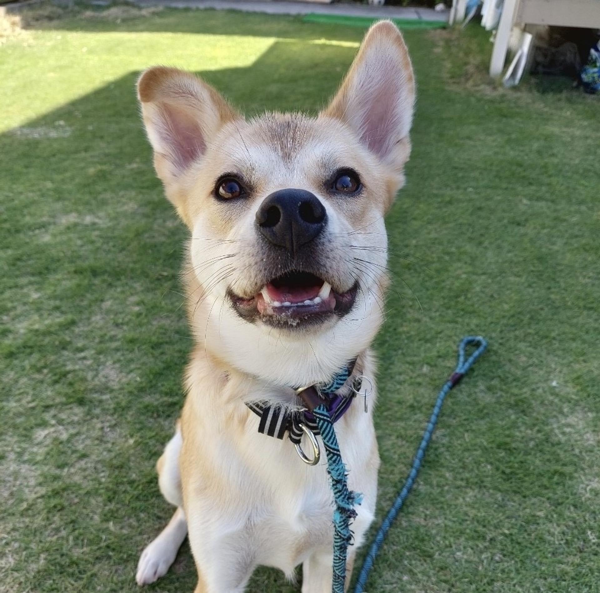 pet-image-2