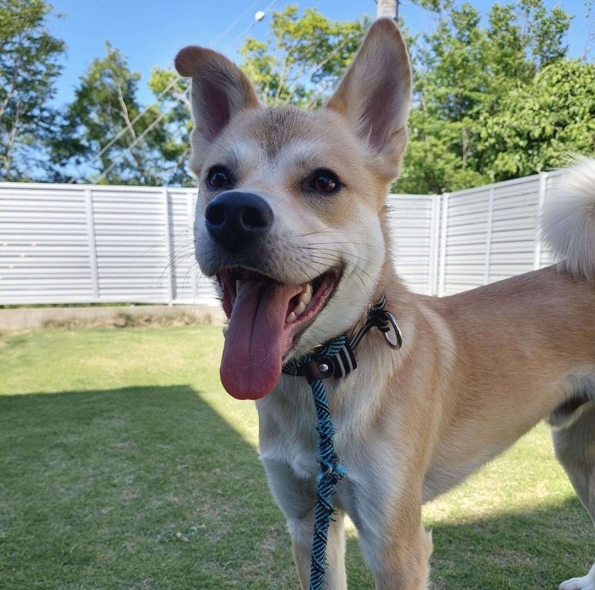 pet-image-3