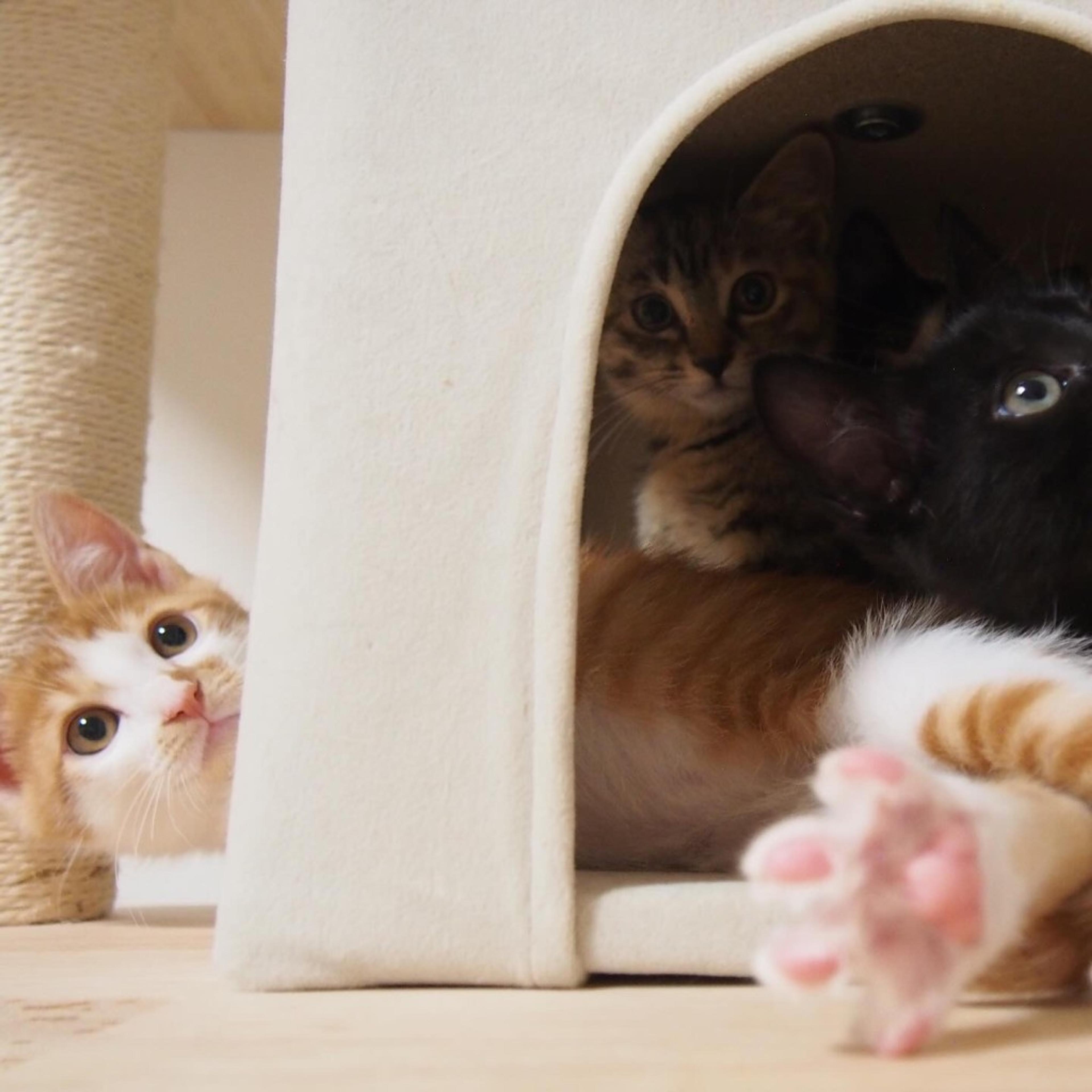 pet-image-8