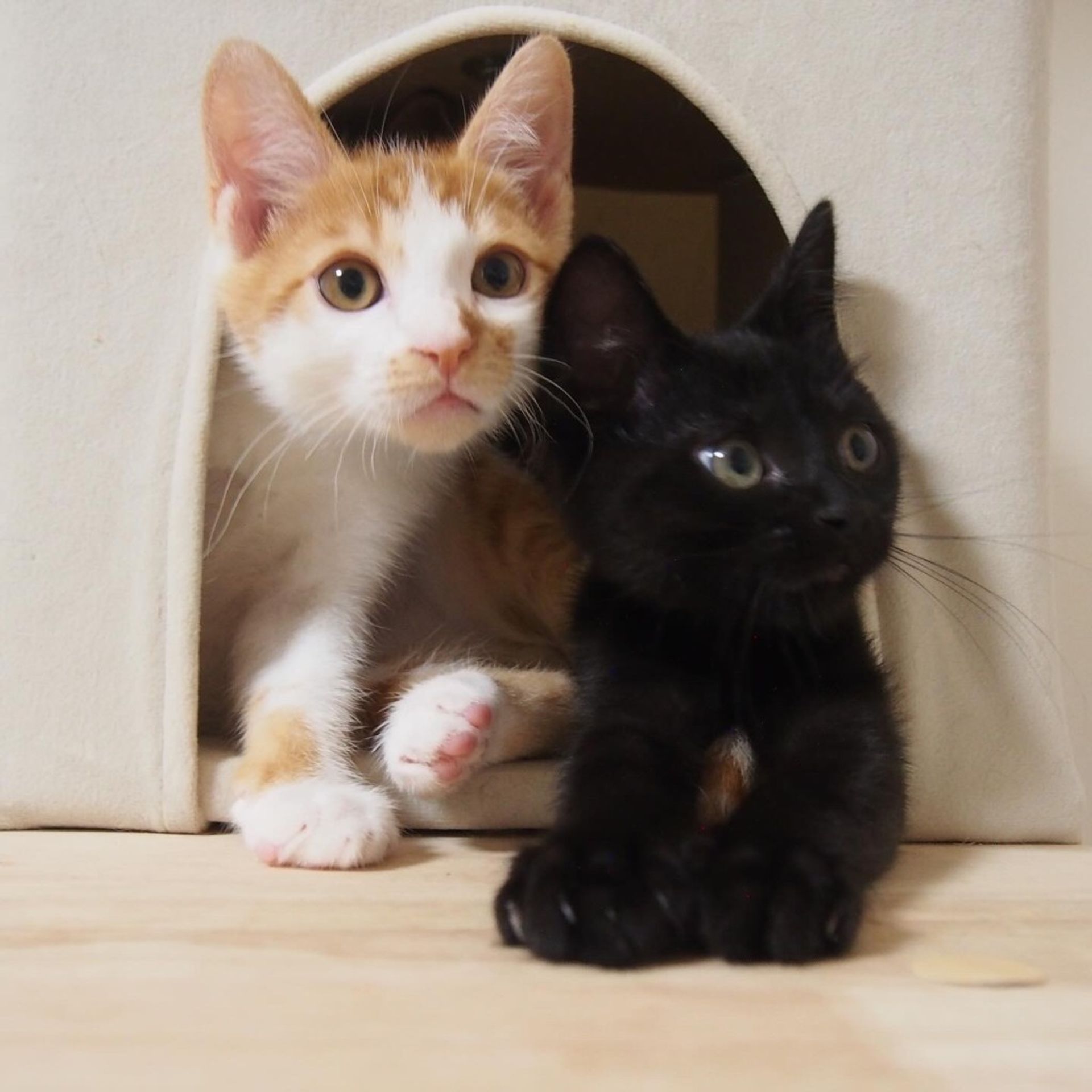 雑種（ミックス猫）・オスの里親募集の写真