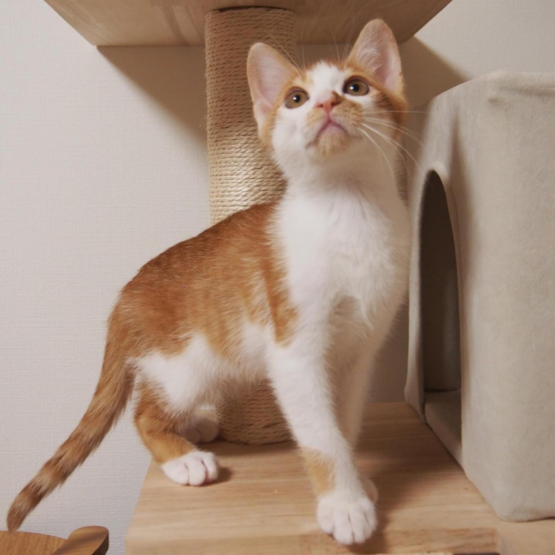 pet-image-2