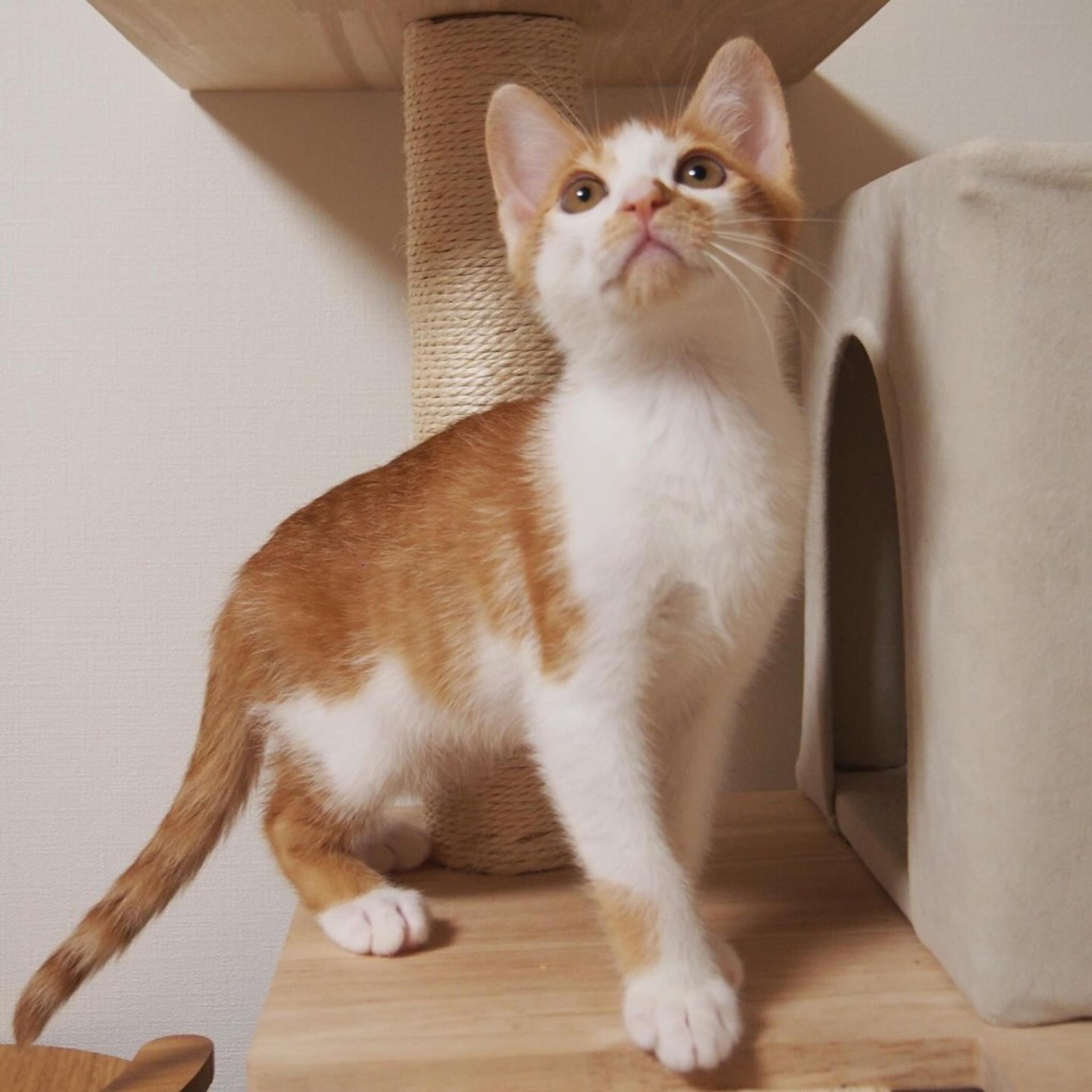 pet-image-2