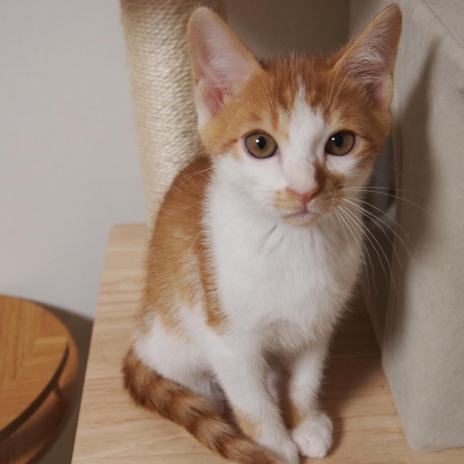 pet-image-3