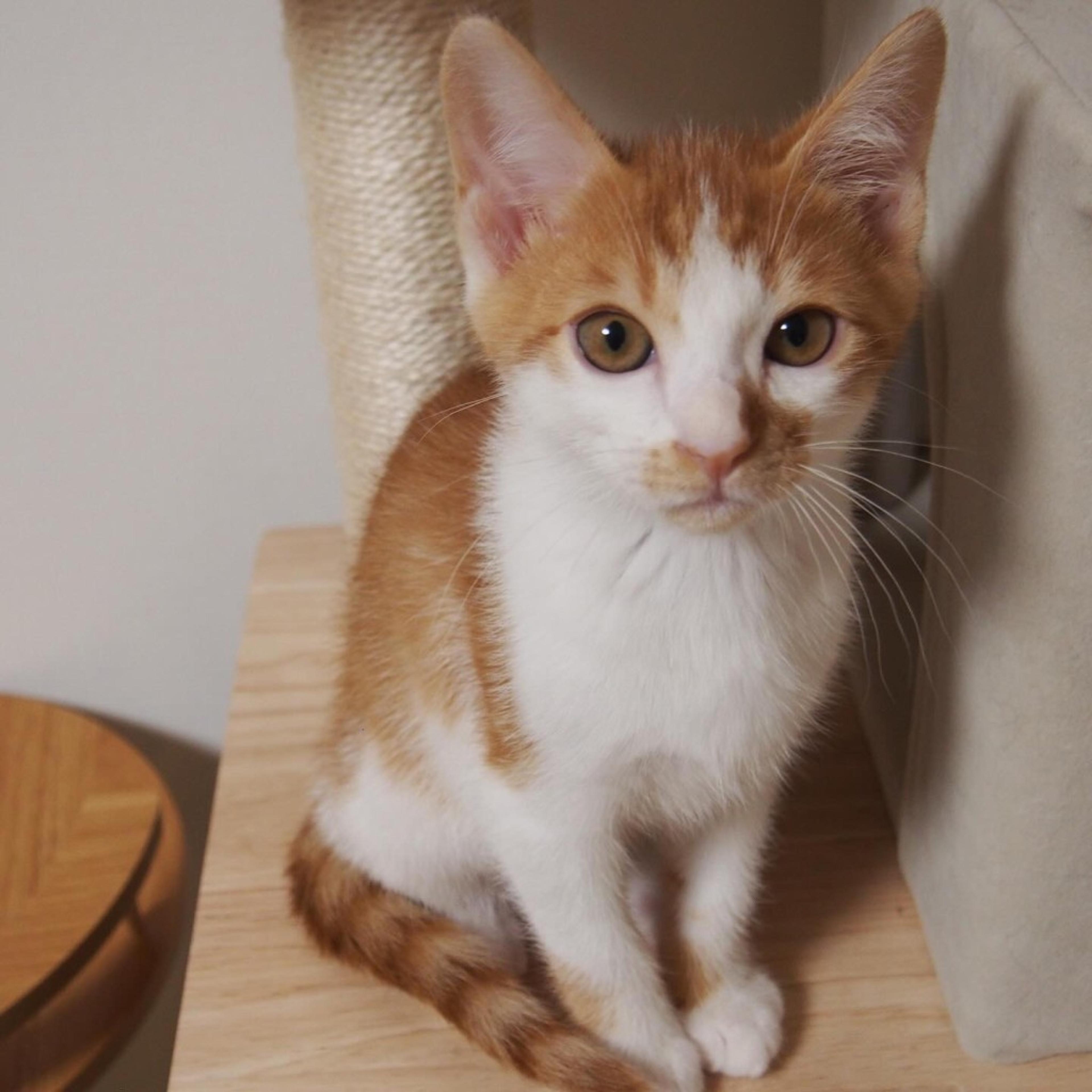 pet-image-3