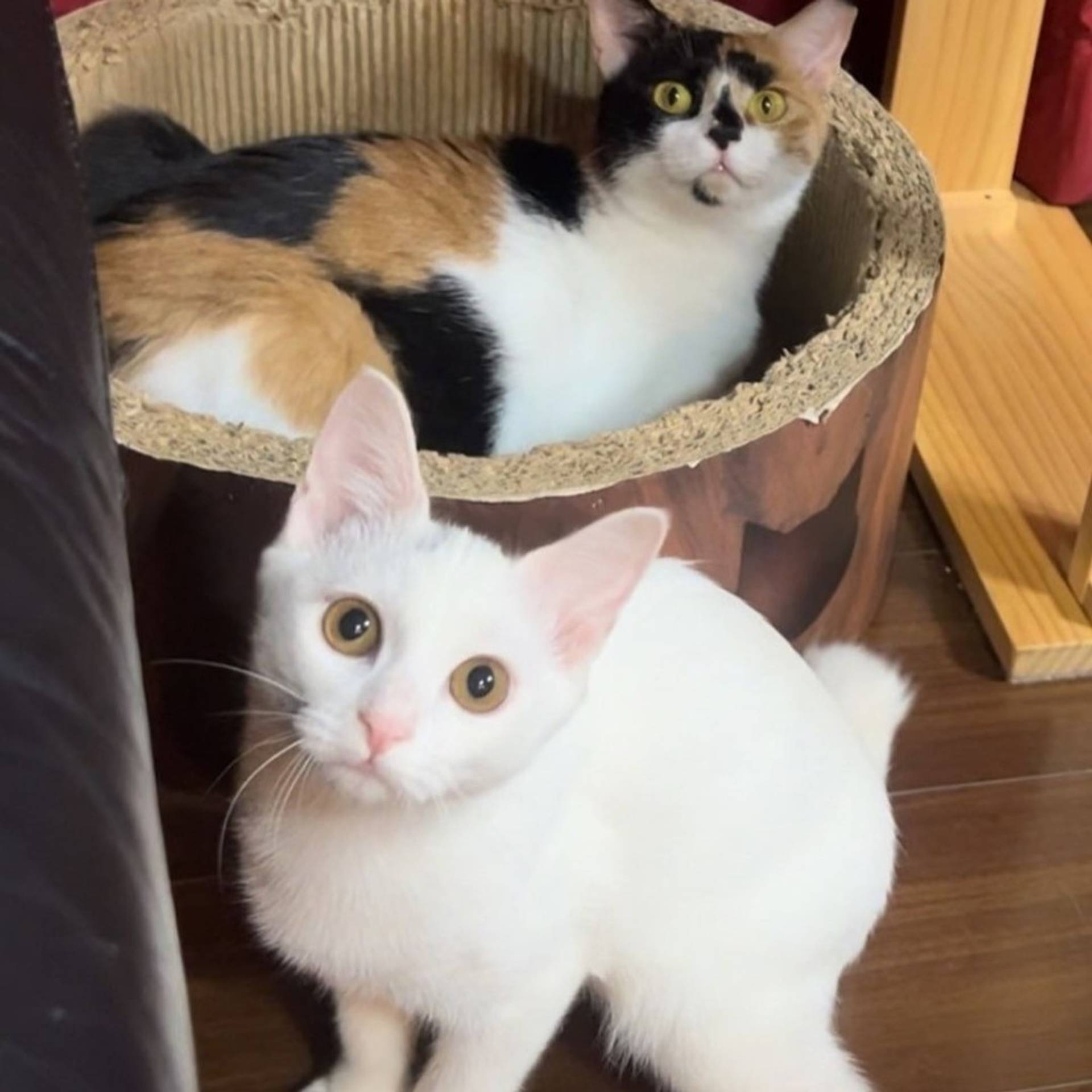 雑種（ミックス猫）・メスの里親募集の写真