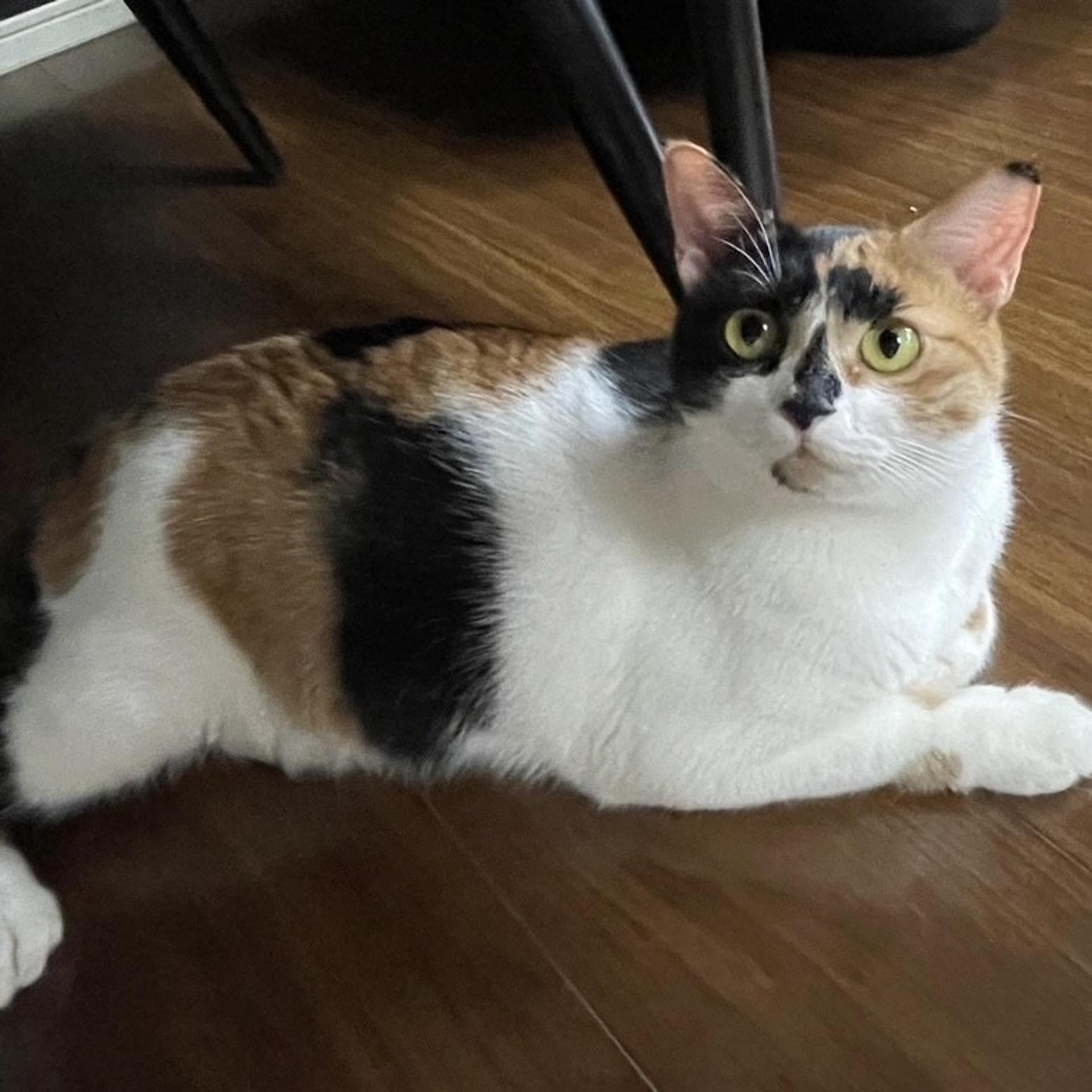 pet-image-4