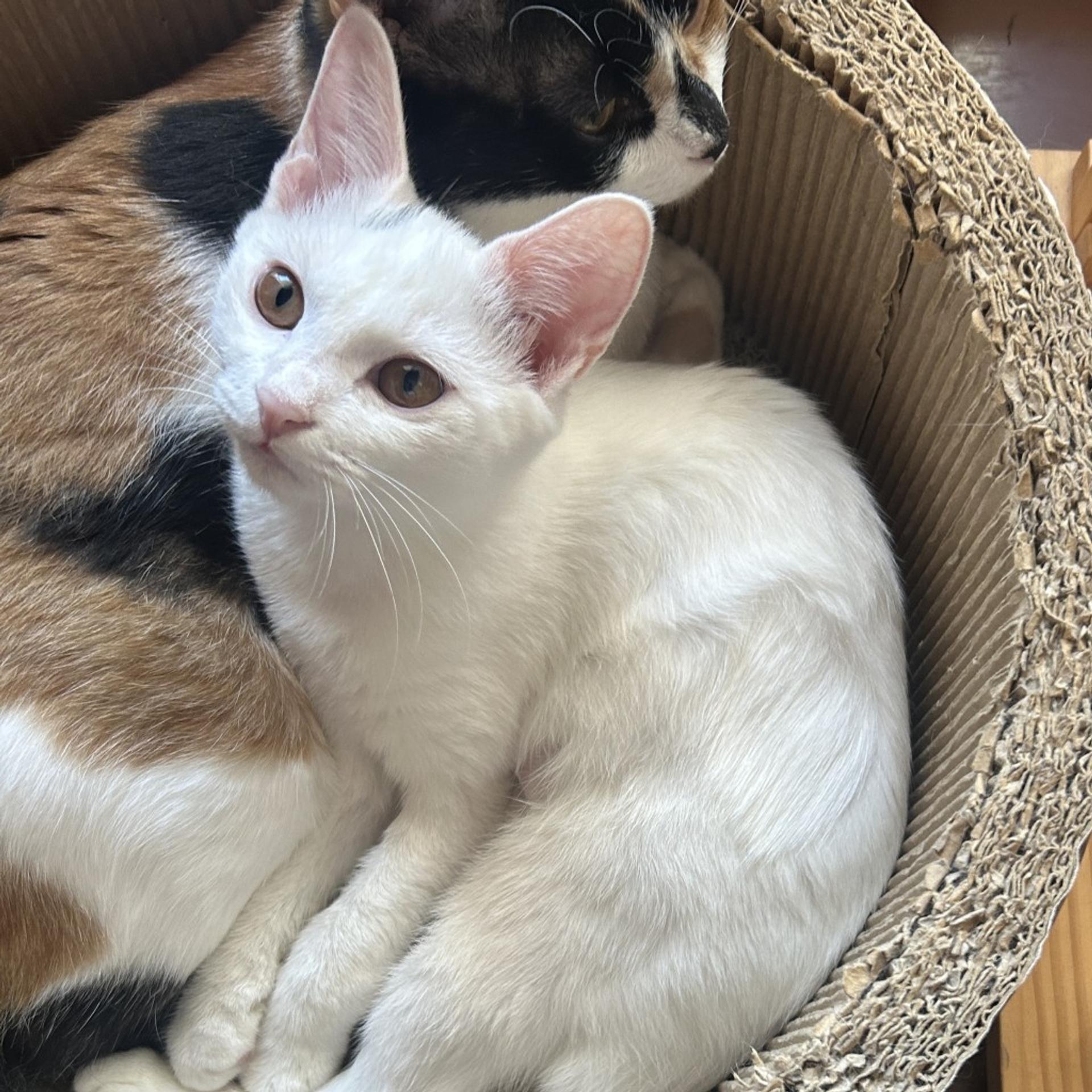pet-image-3