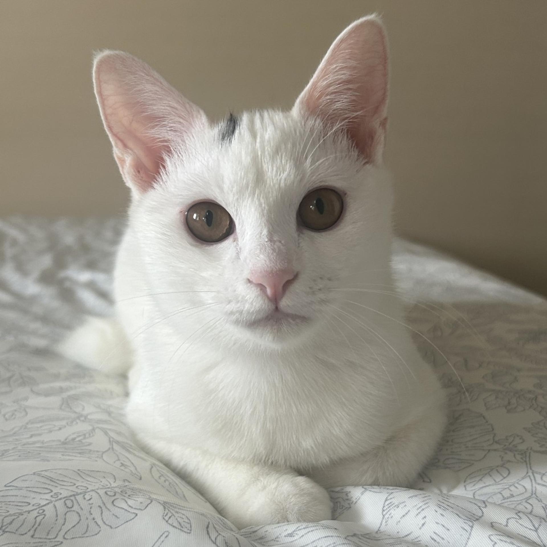 pet-image-9