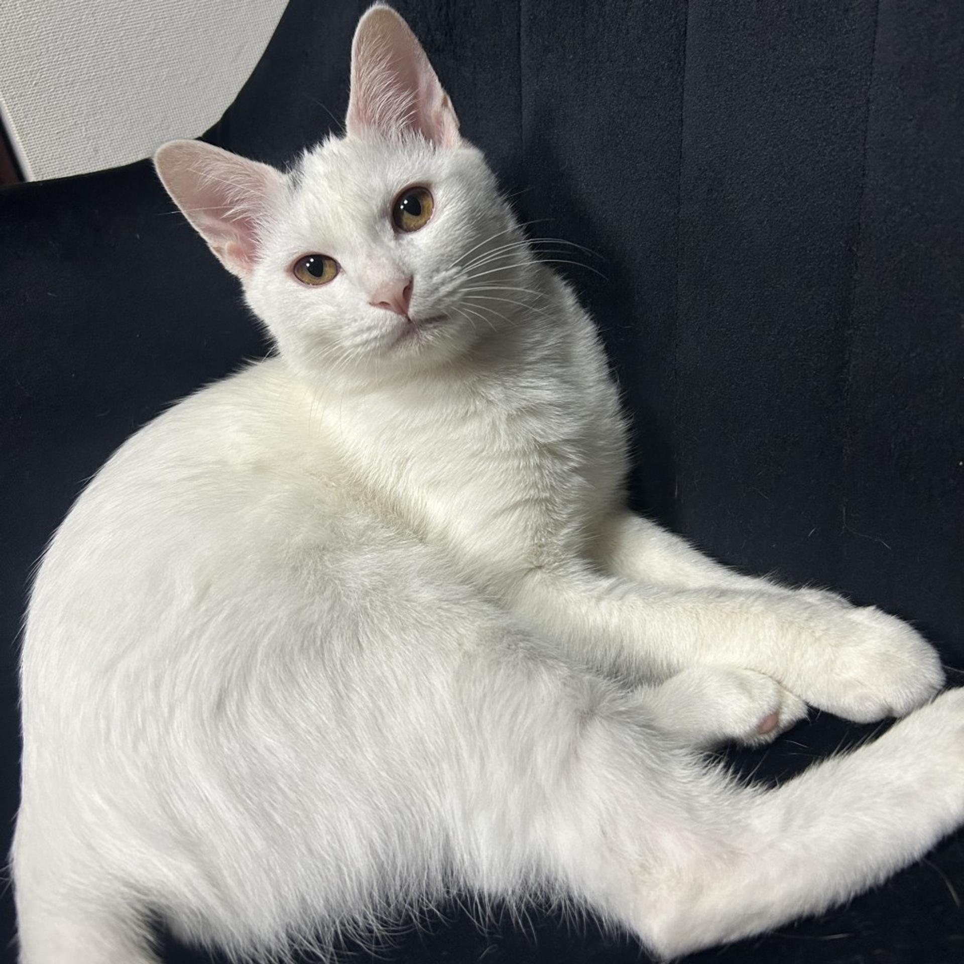 pet-image-7