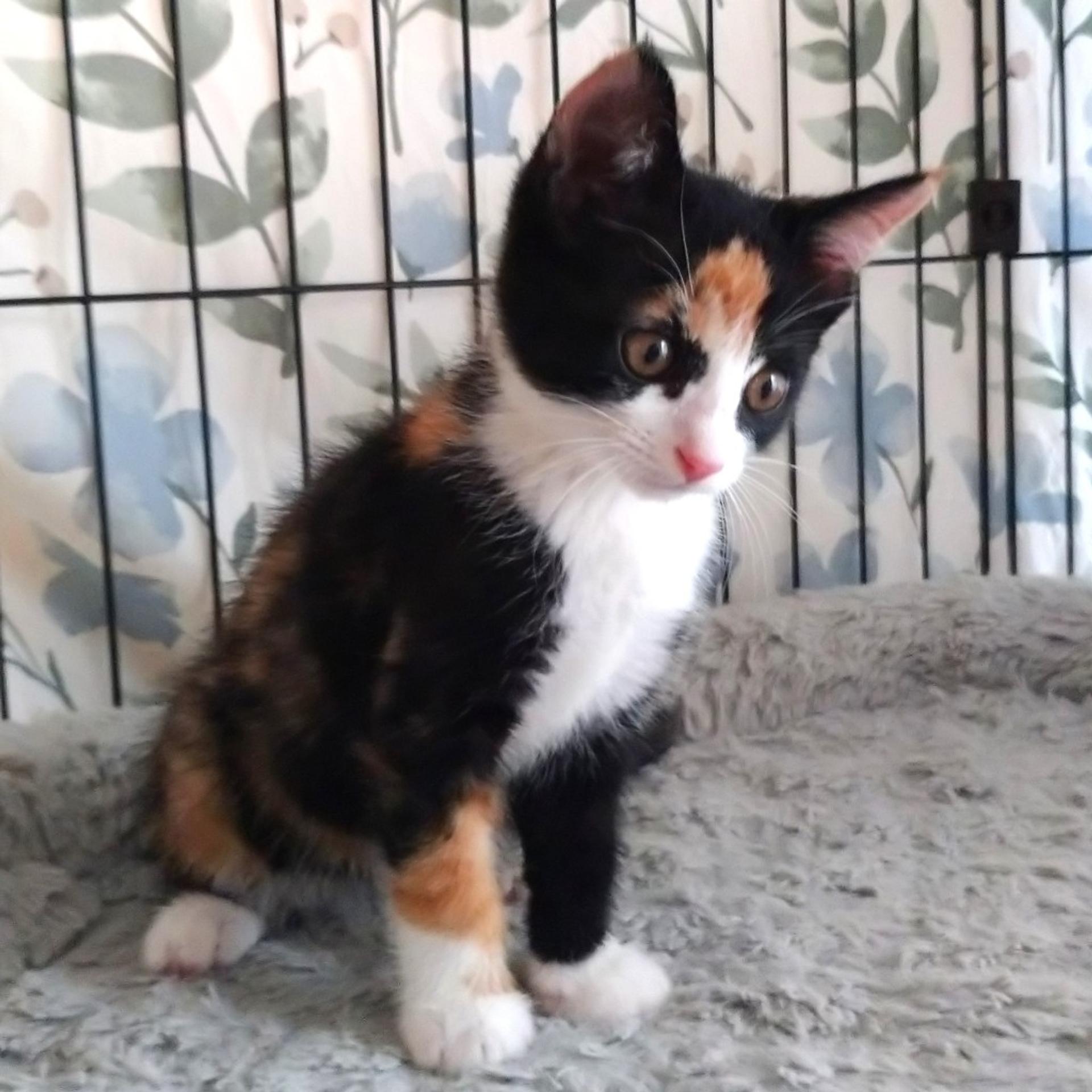 pet-image-5
