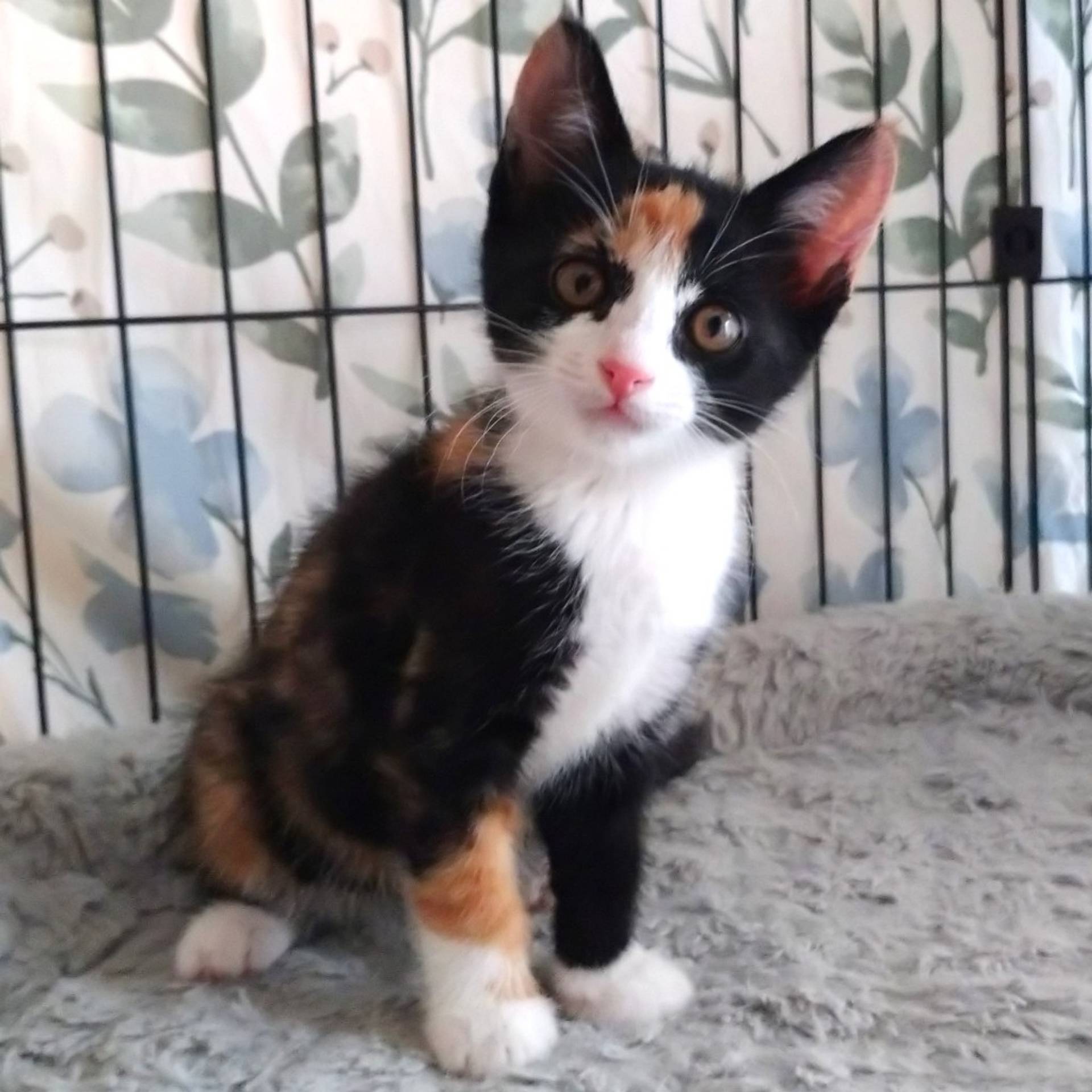 雑種（ミックス猫）・メスの里親募集の写真
