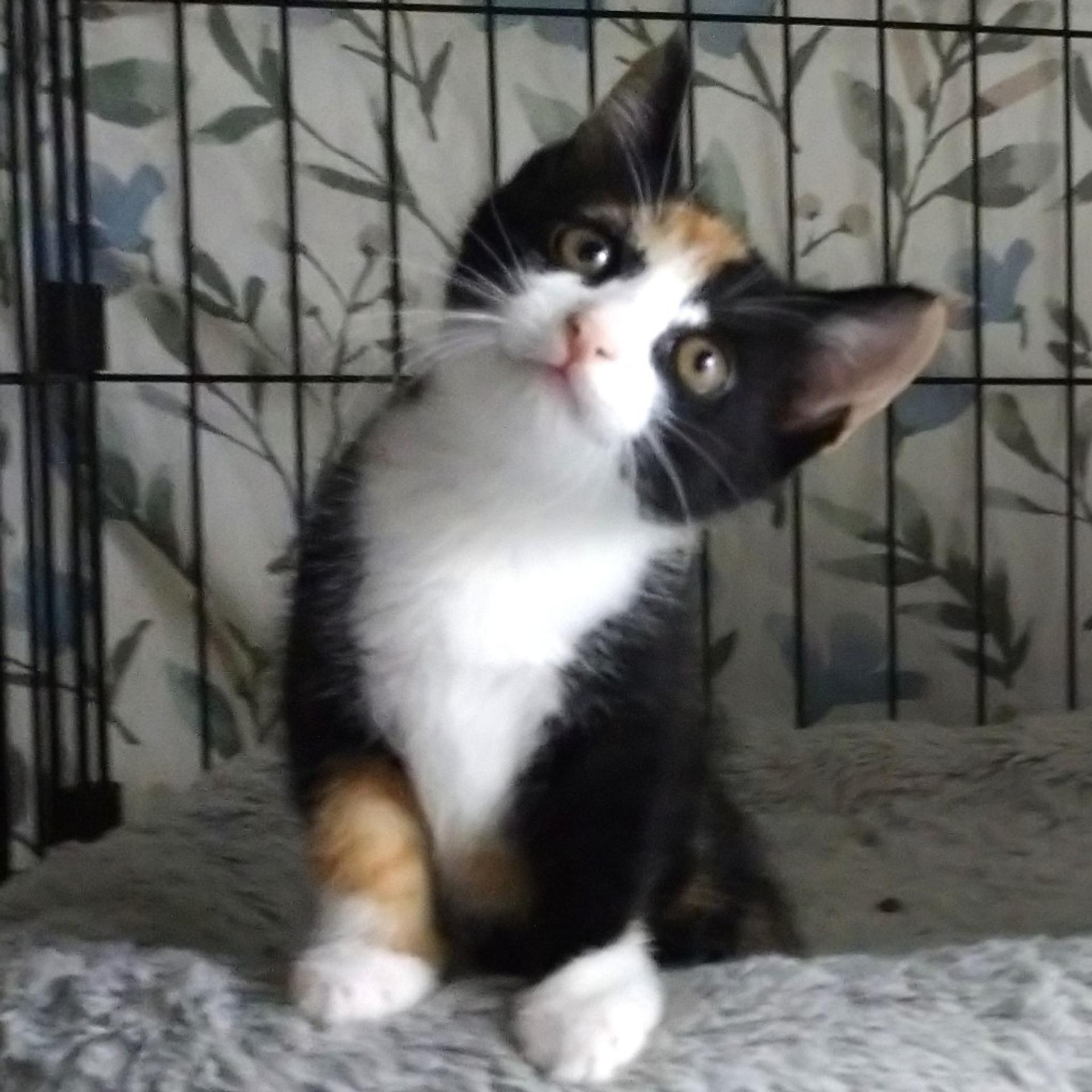 pet-image-3