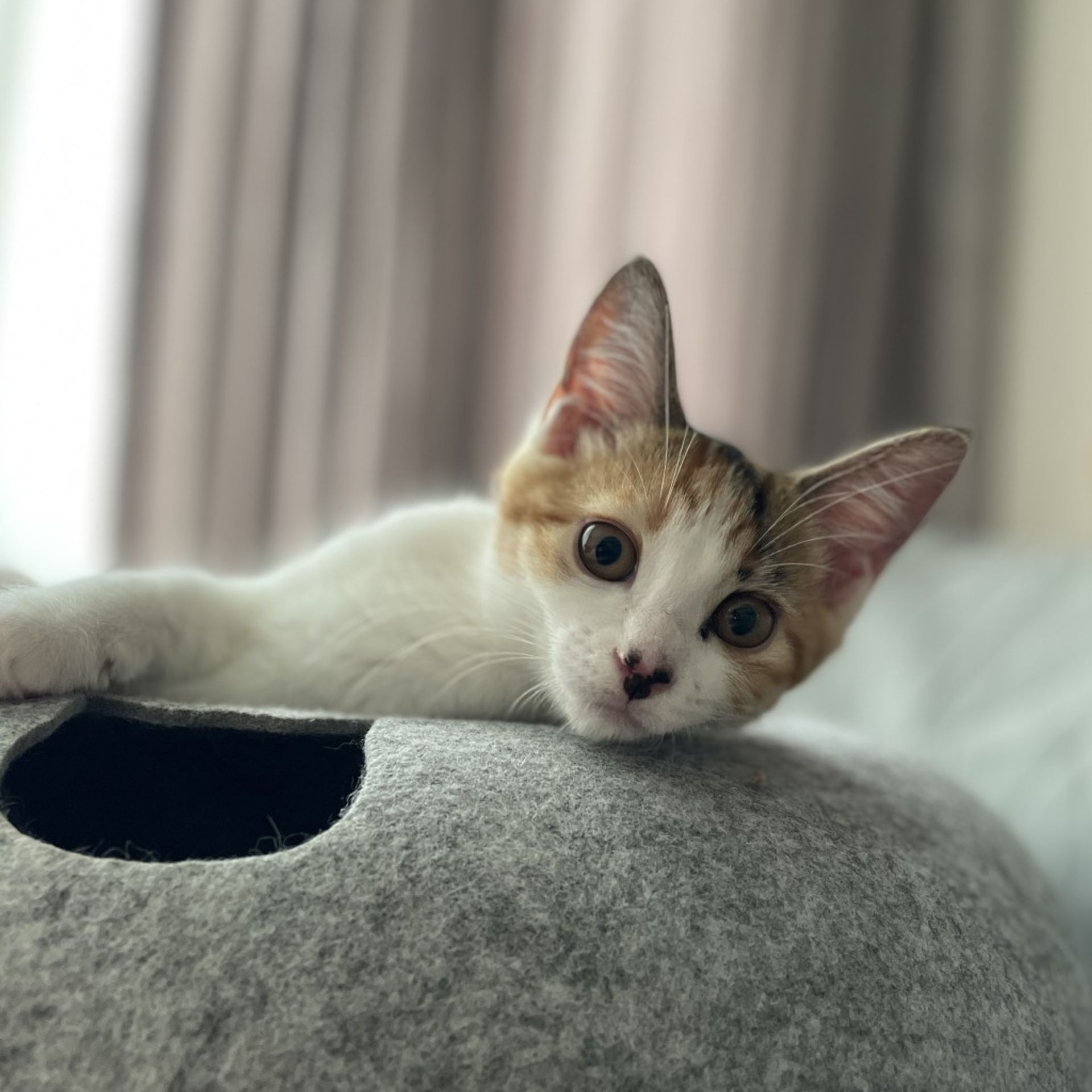 雑種（ミックス猫）・メスの里親募集の写真