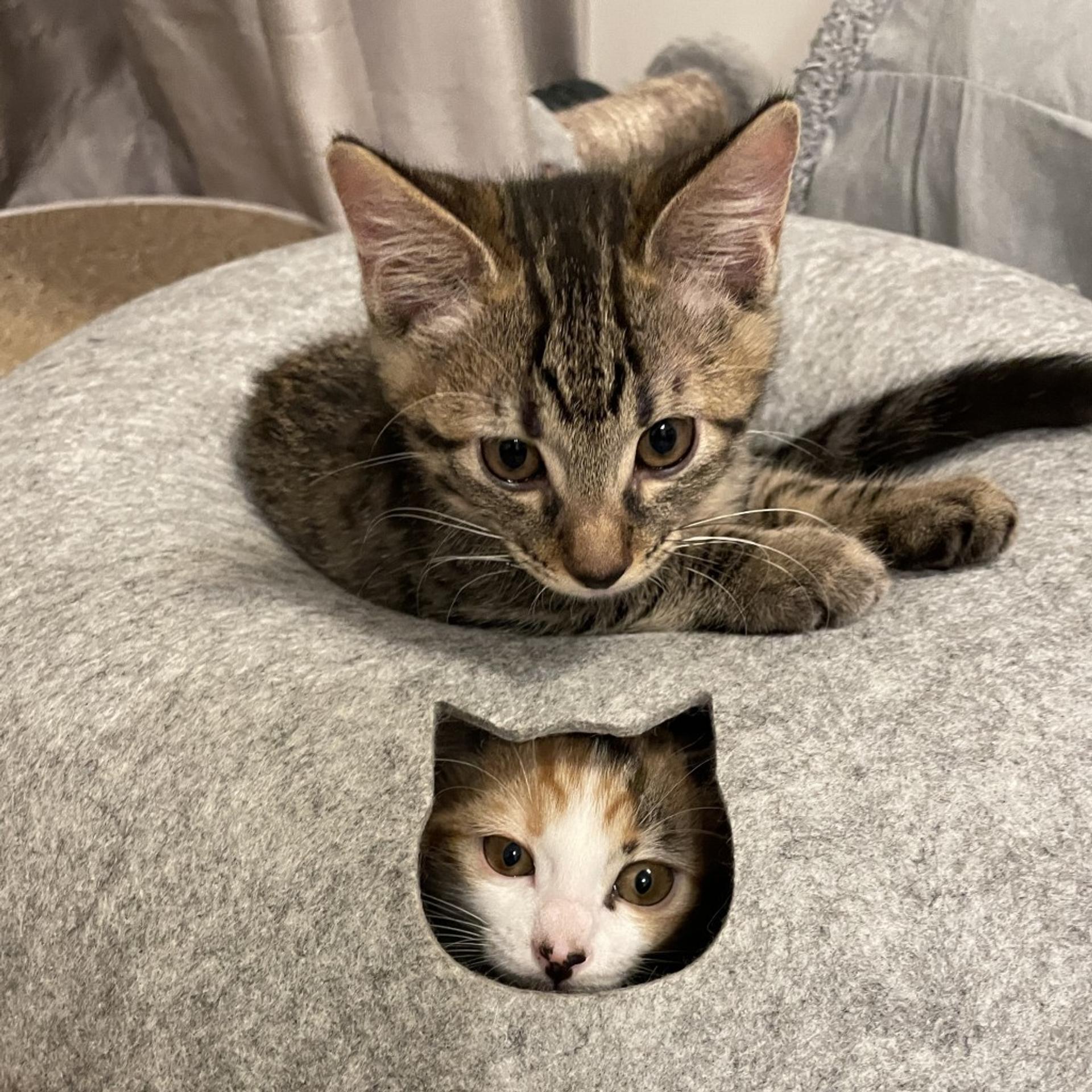 pet-image-18