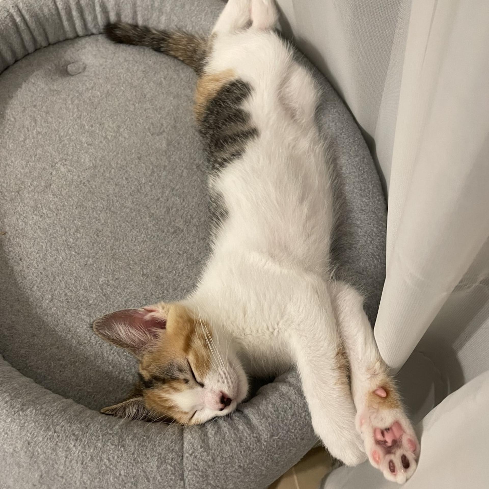 pet-image-14