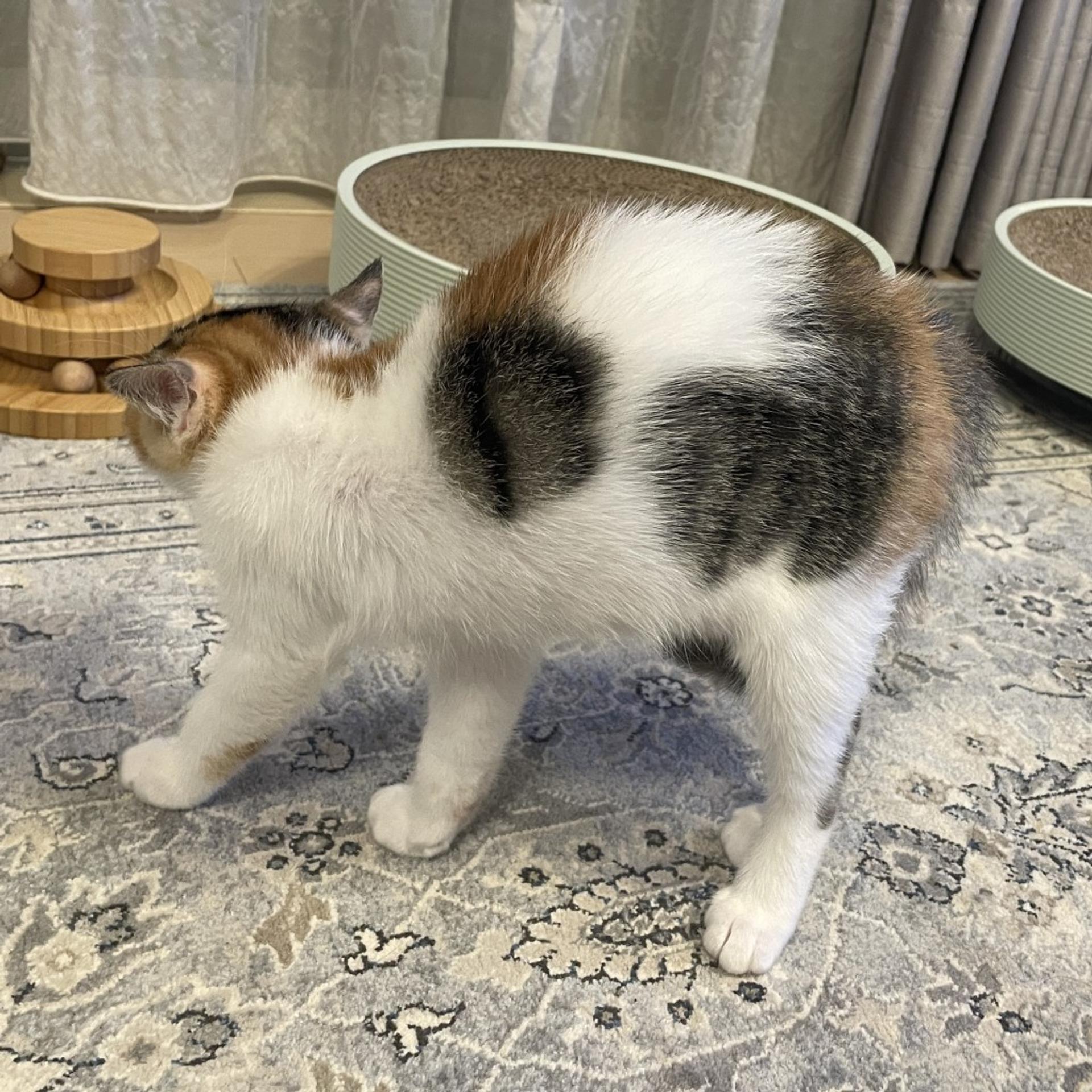 pet-image-5