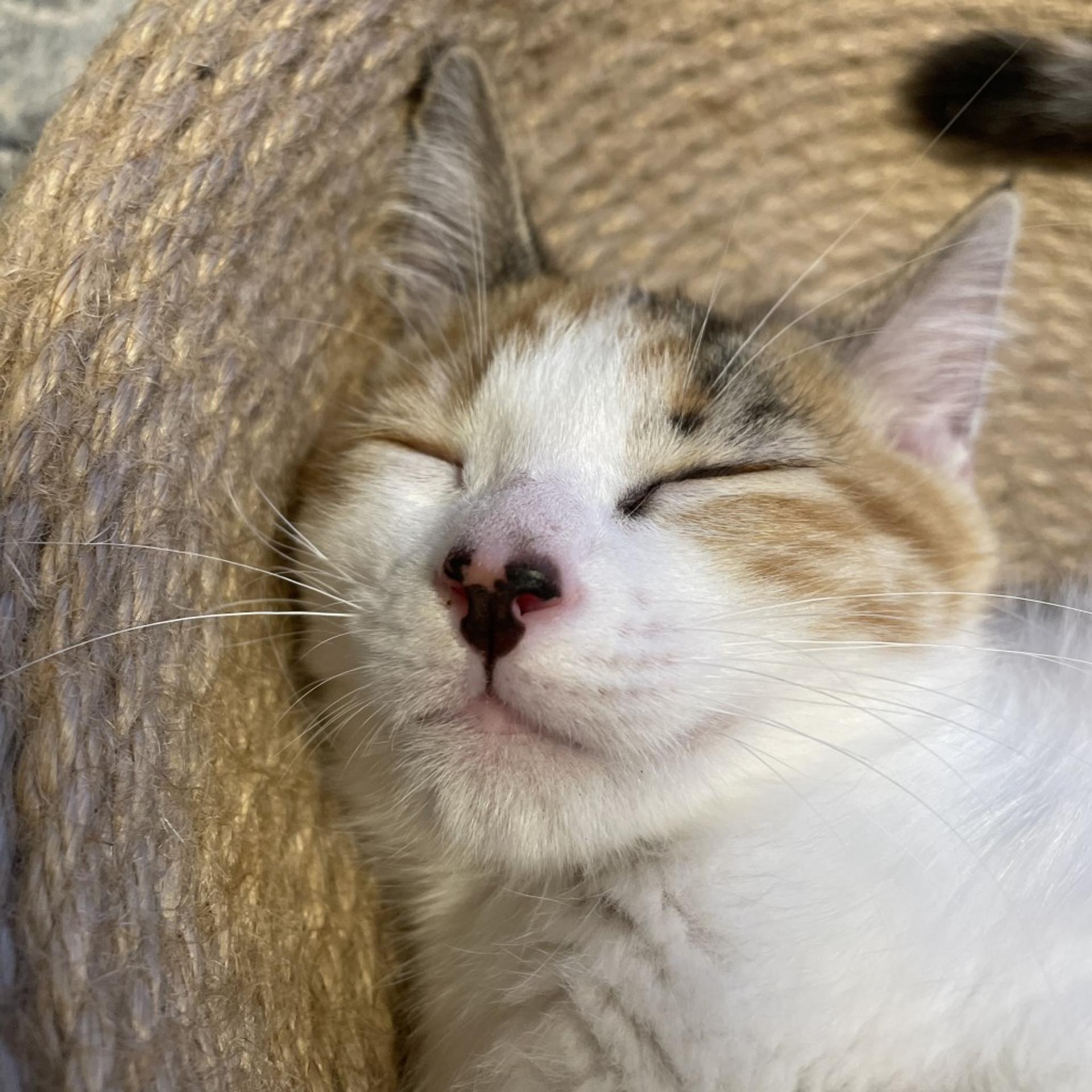 pet-image-9
