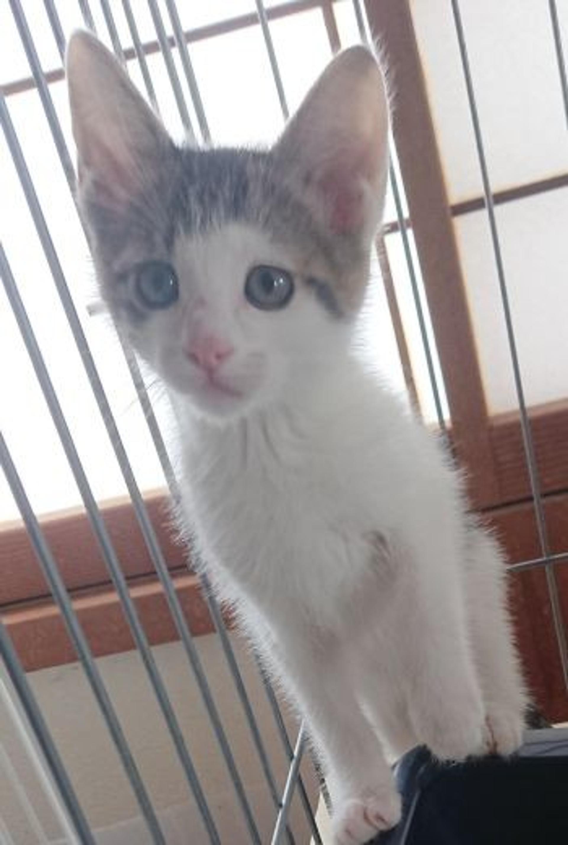 pet-image-2