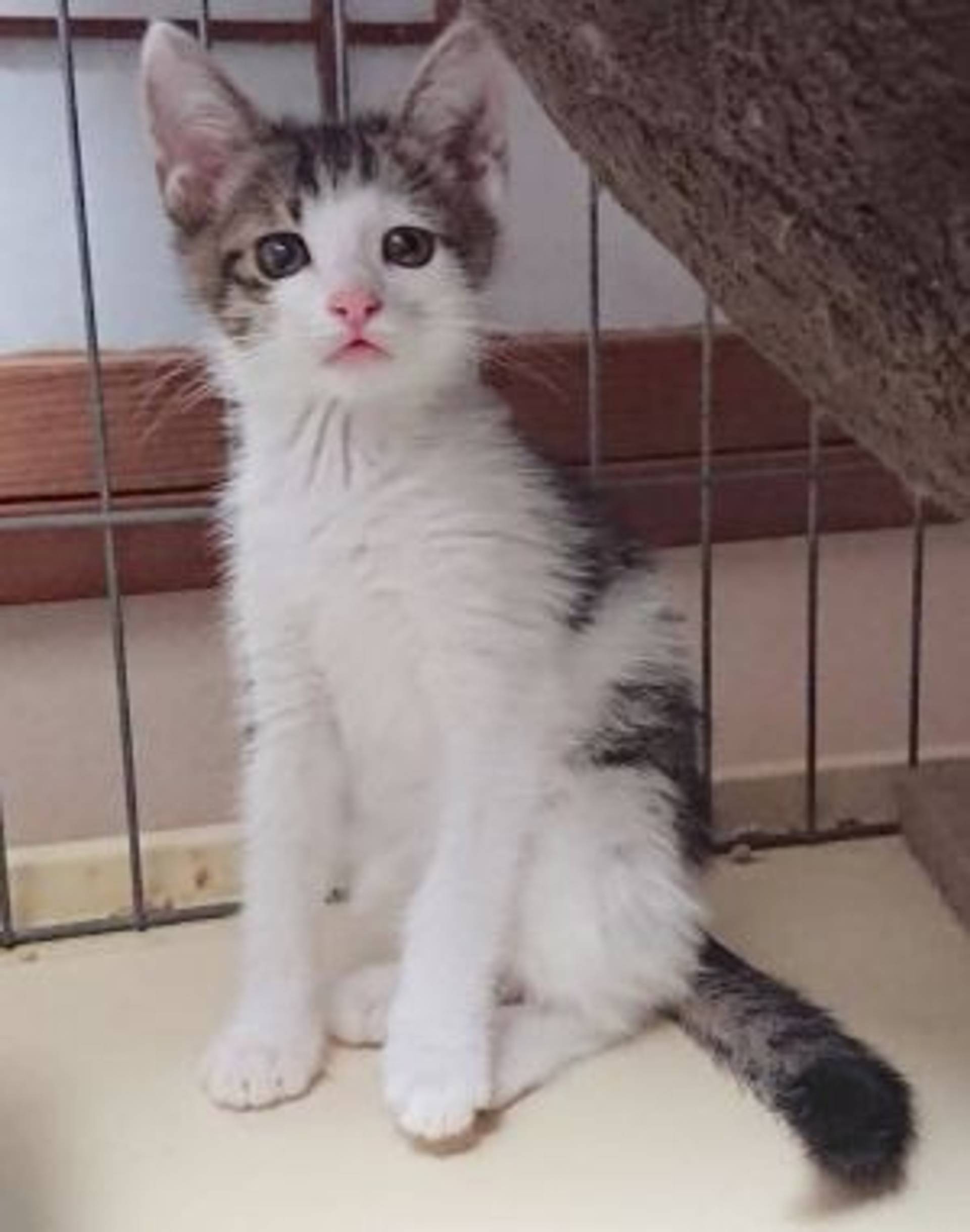 雑種（ミックス猫）・メスの里親募集の写真