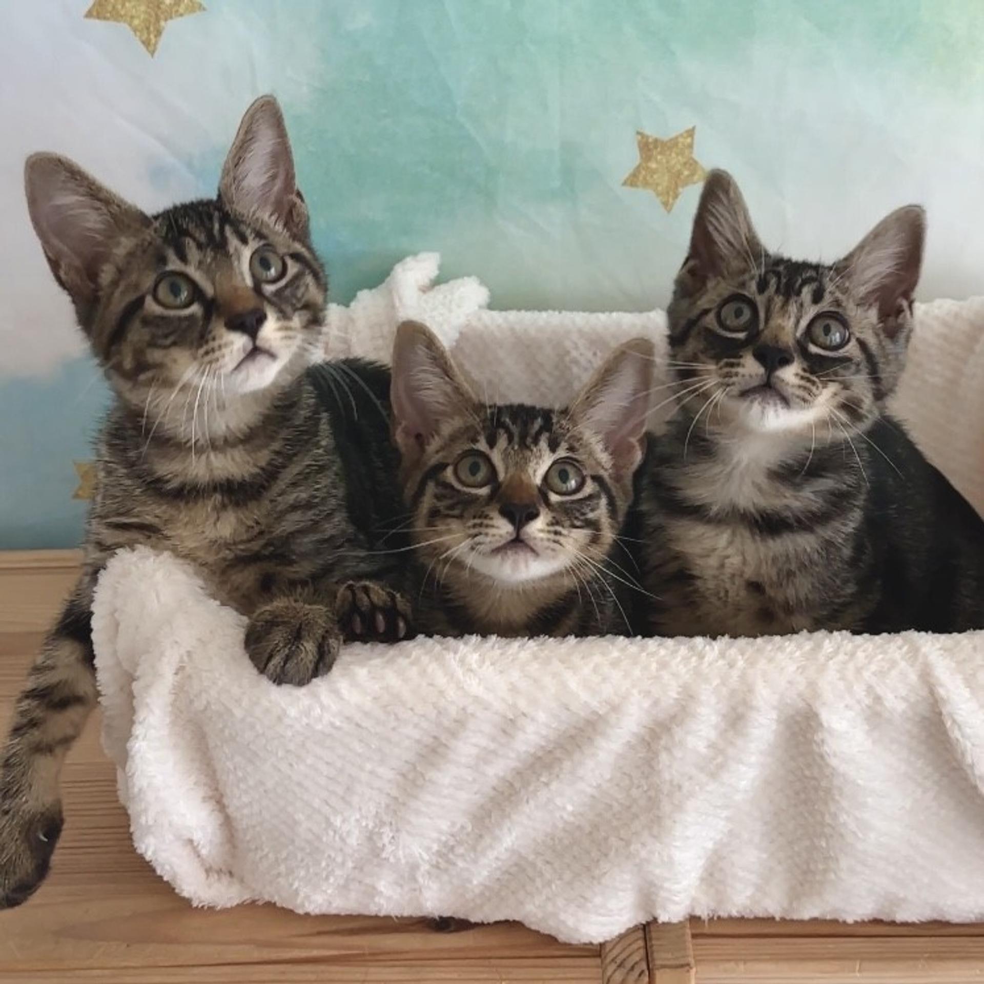 pet-image-3