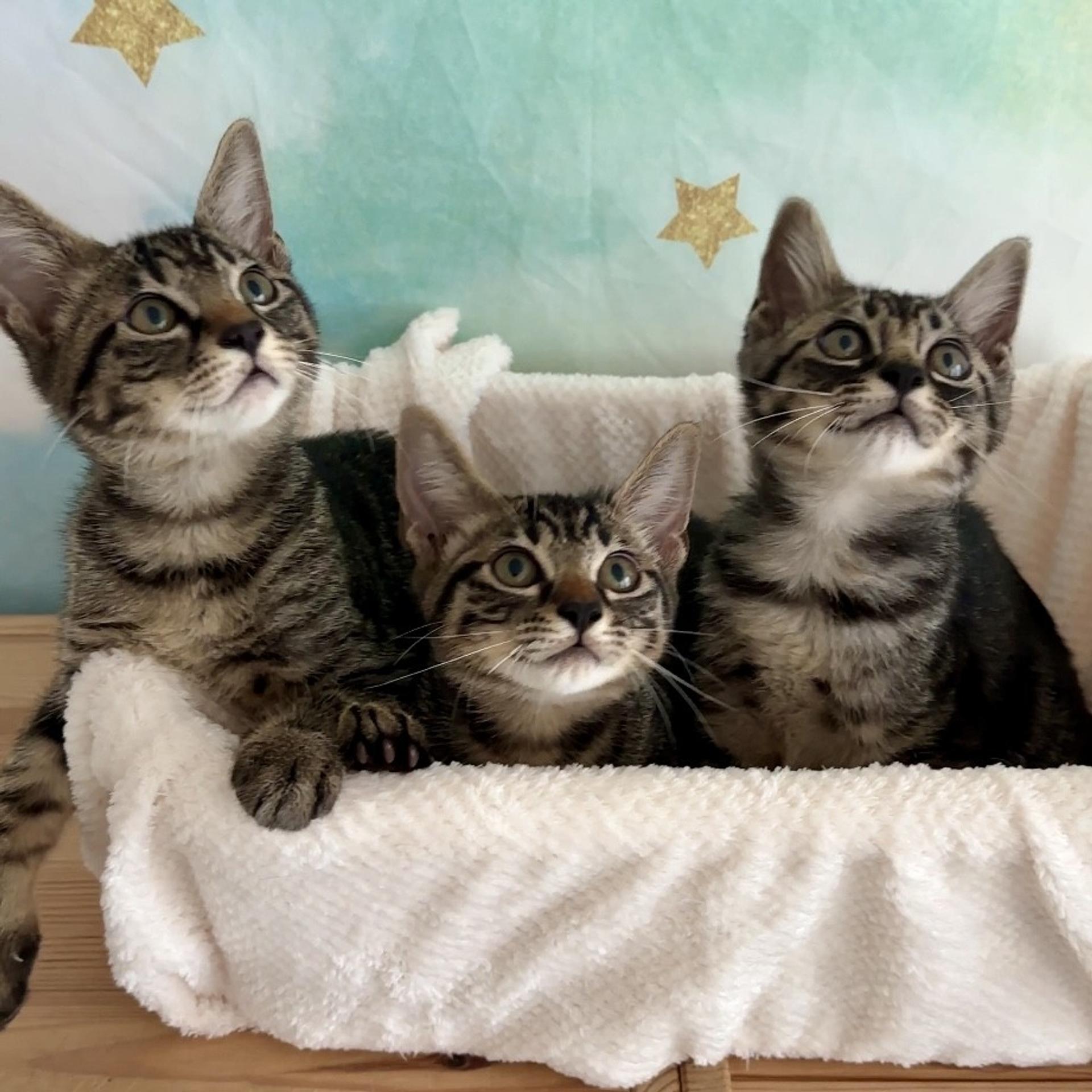 pet-image-5