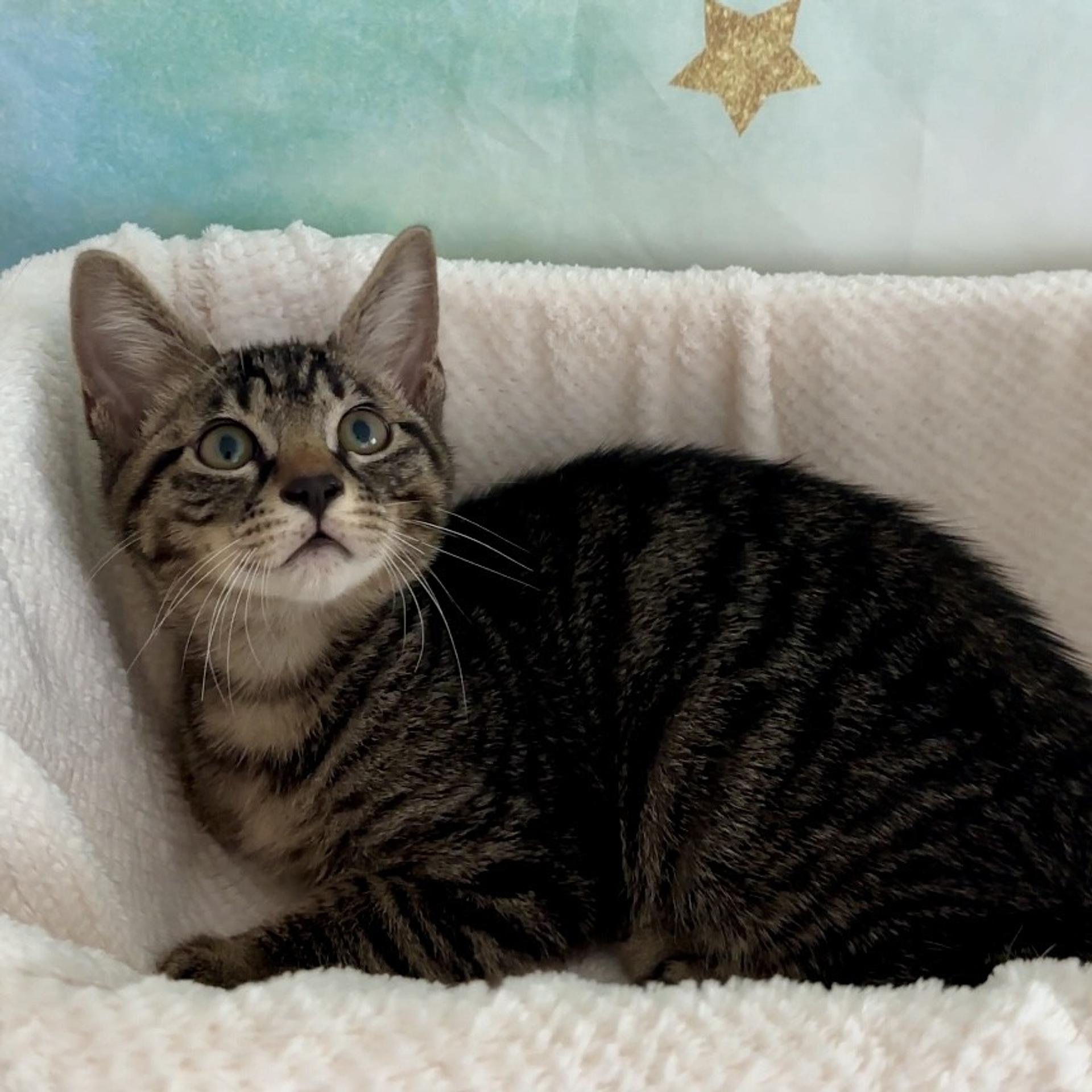 pet-image-6