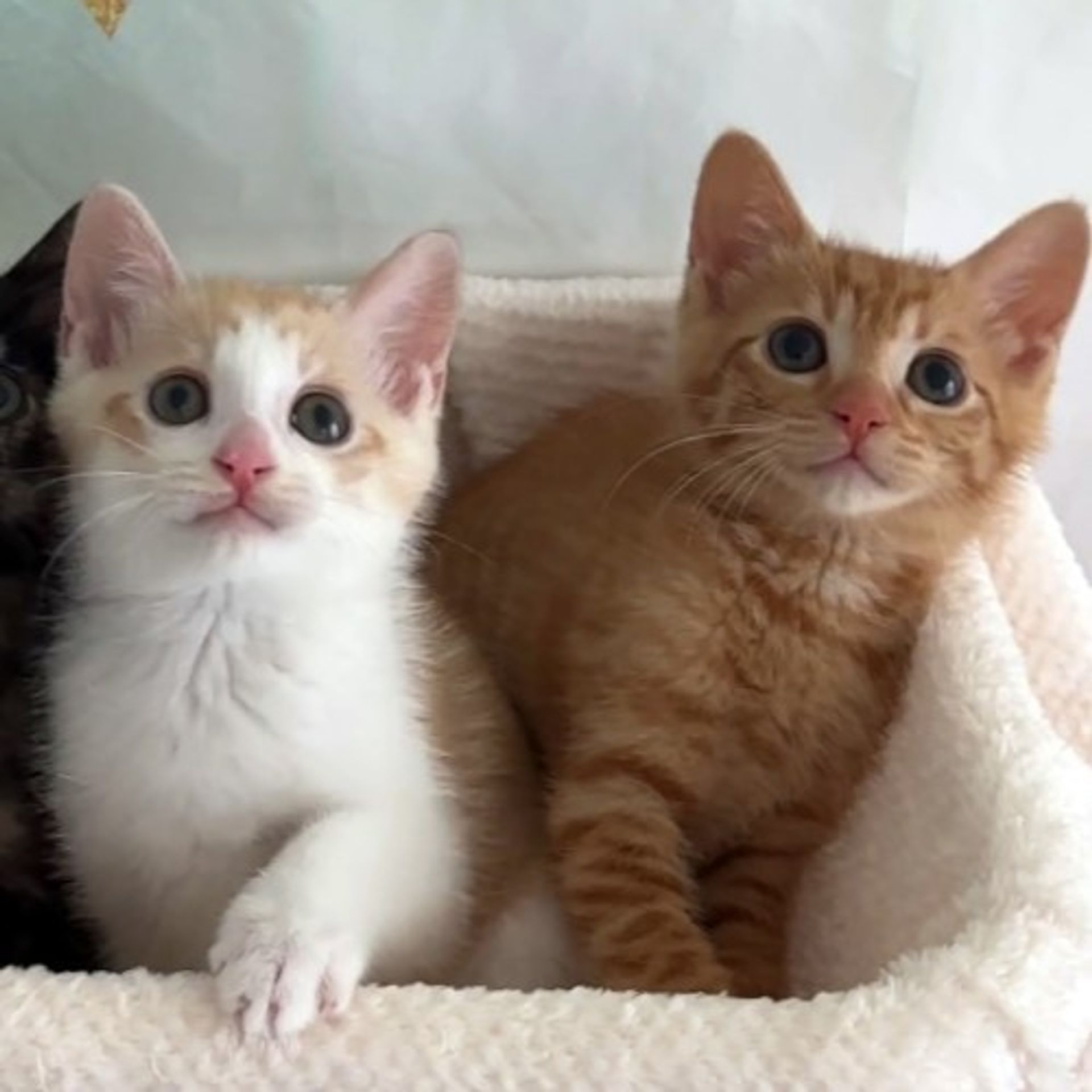 雑種（ミックス猫）・オスの里親募集の写真