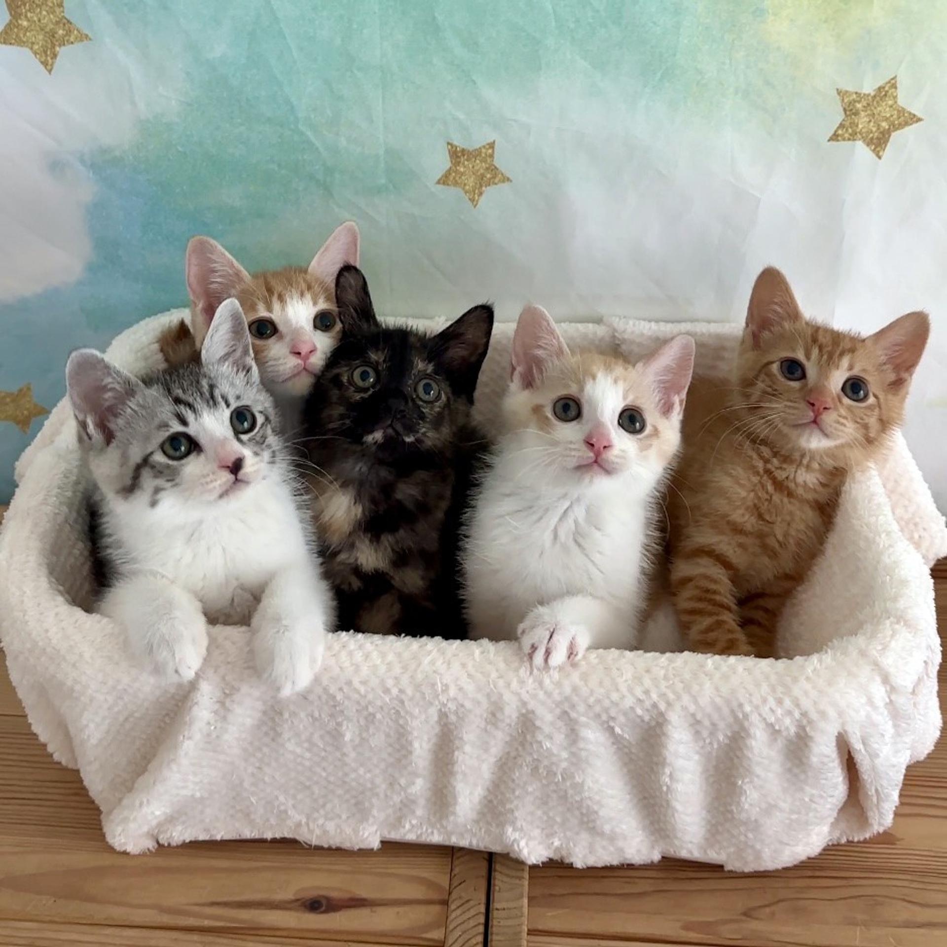 pet-image-4