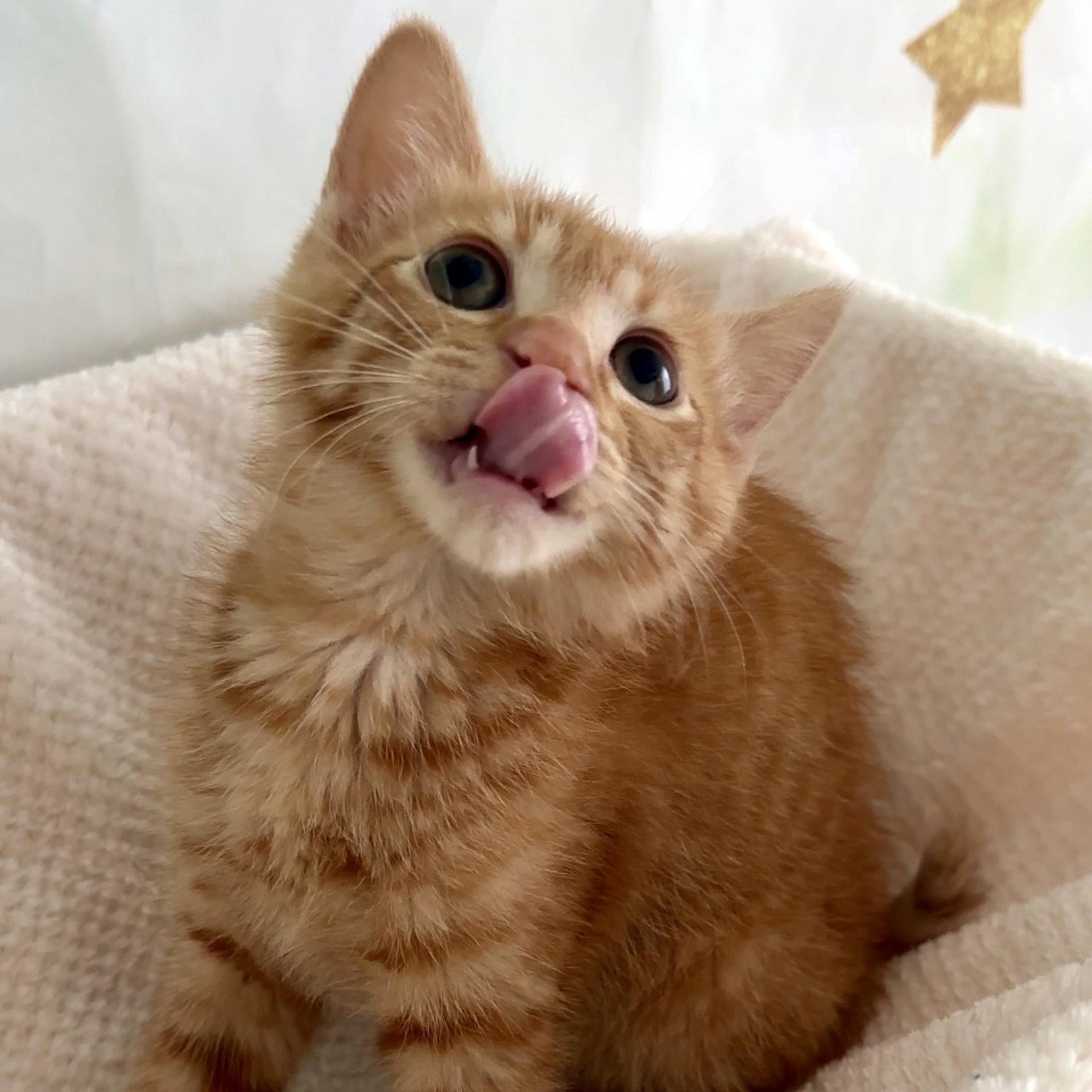 pet-image-7